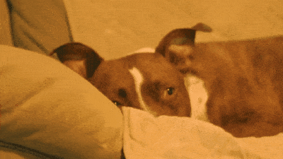 A gif of a pit bull with one ear up peeks over a beige blanket on a couch, creating a cozy and relaxed atmosphere