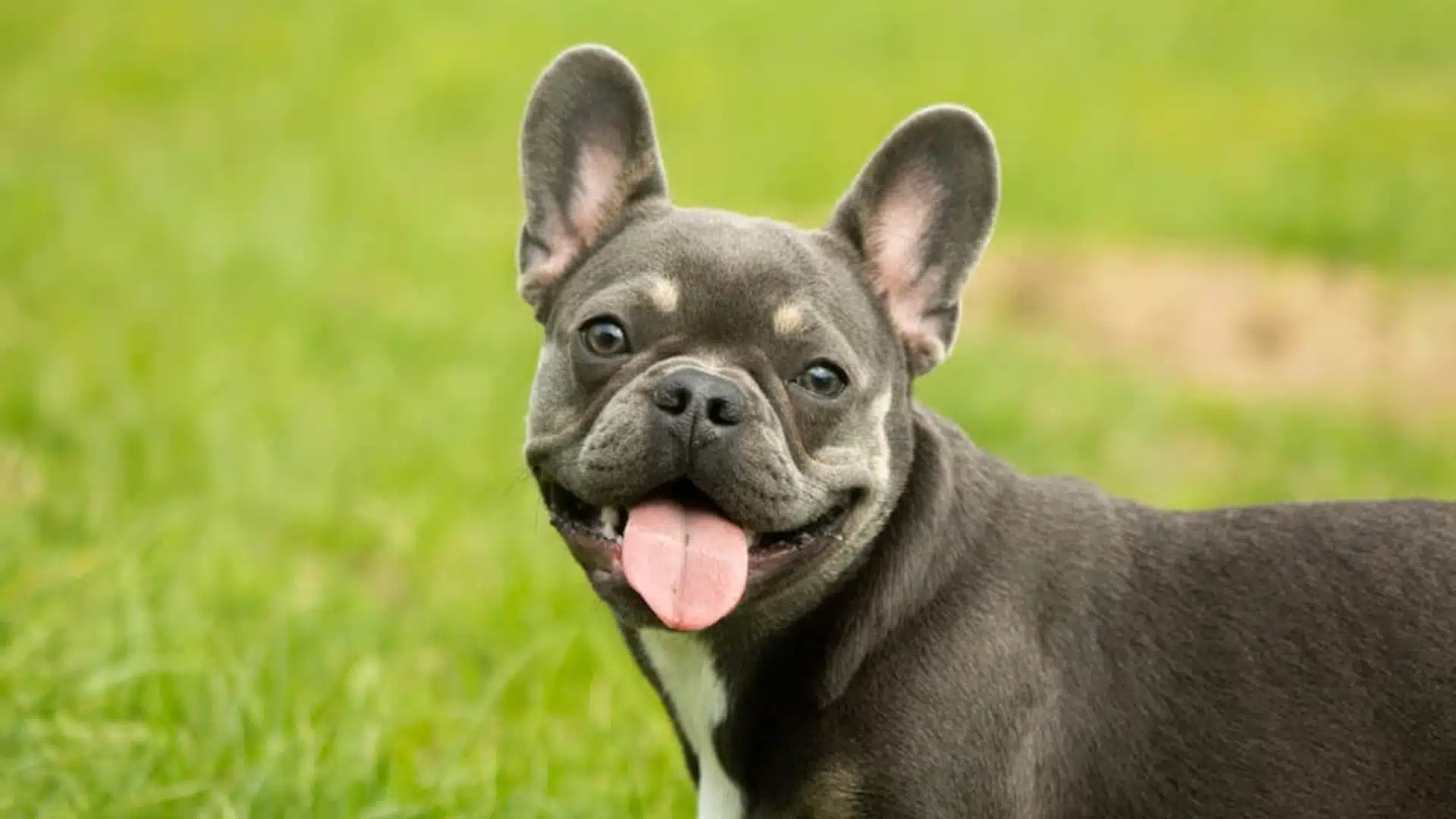 A gray French bulldog is positioned in the grass, showcasing its distinctive features and sturdy build.