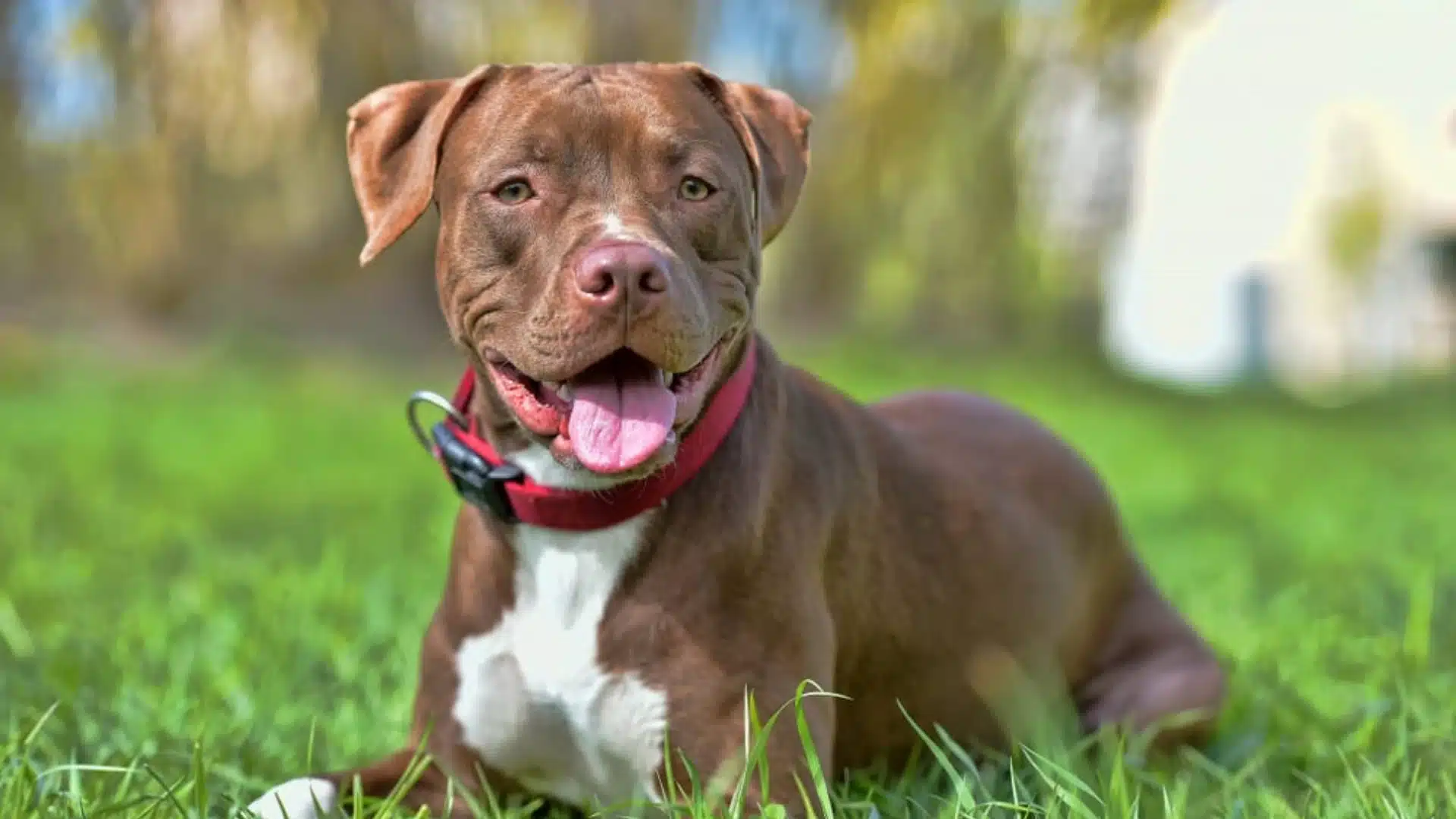 A happy brown Pitbull mix dog with a white chest patch and red collar lies down in bright green grass outdoors
