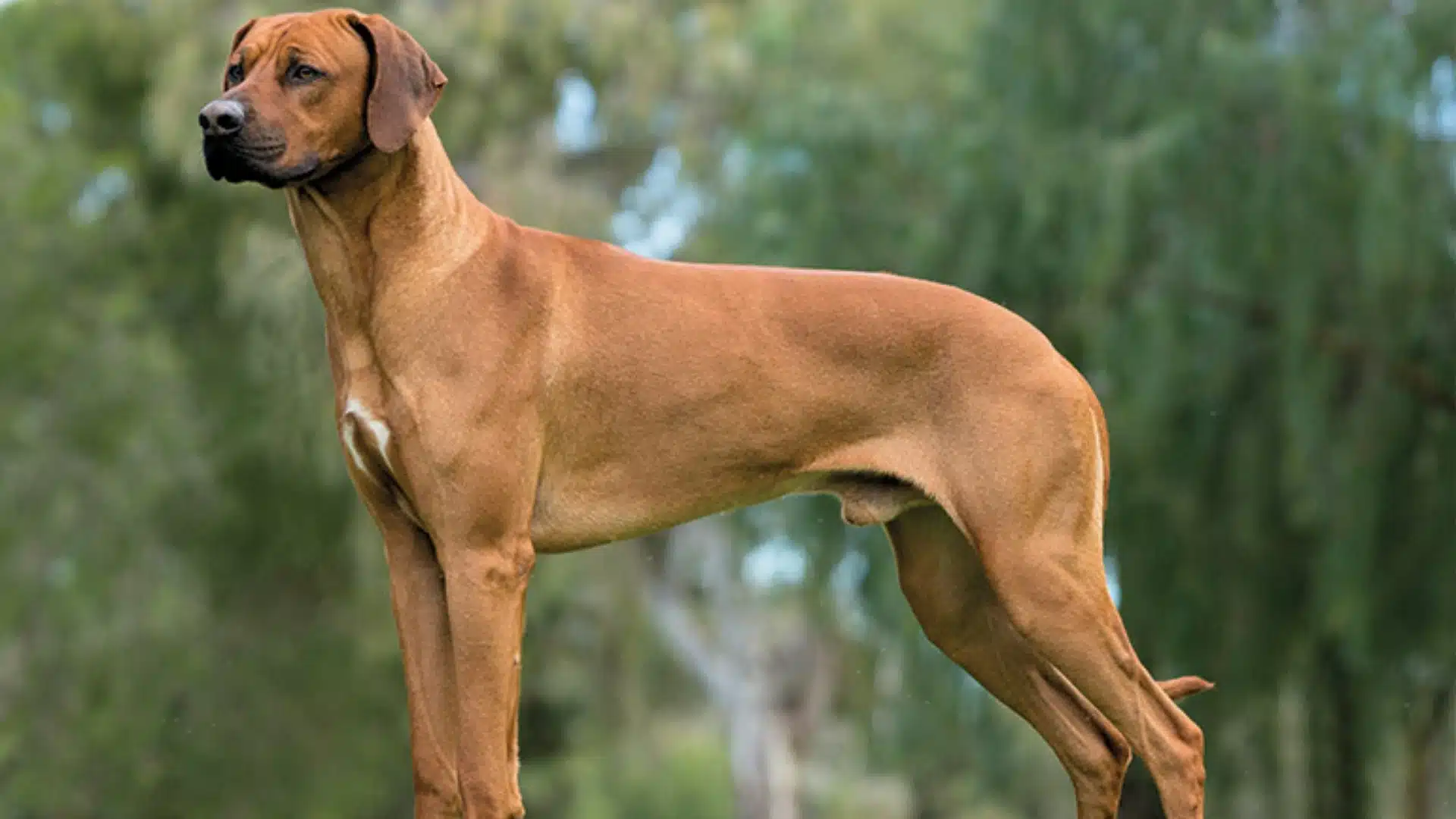 A muscular, reddish-brown Rhodesian Ridgeback dog stands in profile outdoors against a blurred background of green foliage
