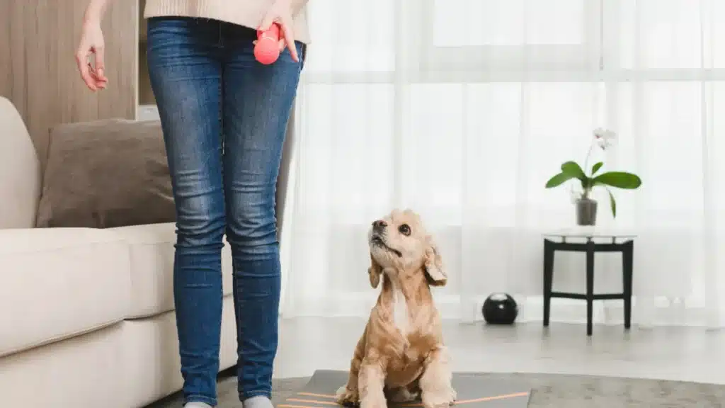 A person in jeans holds a pink toy while giving dog training at home, a light brown cocker spaniel sits attentively