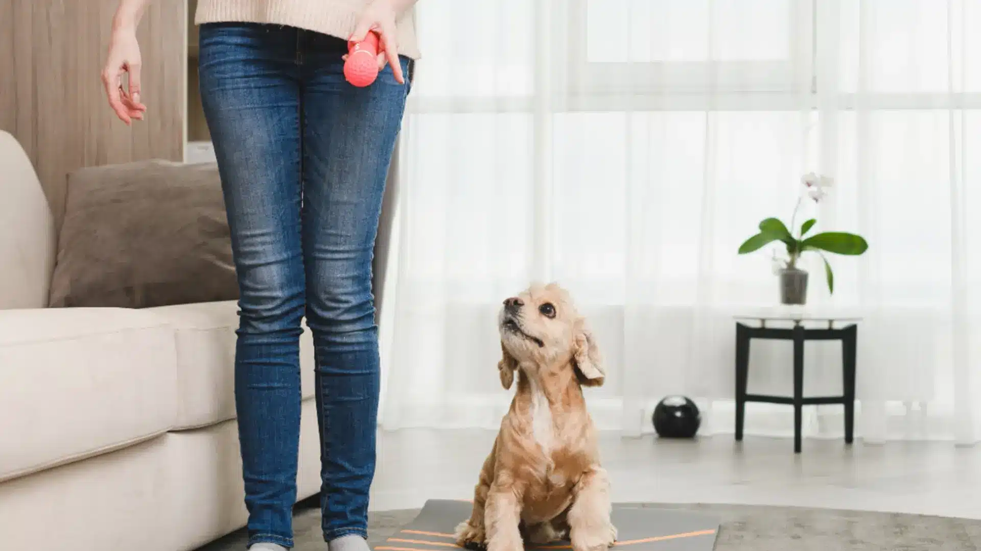 A person in jeans holds a pink toy while giving dog training at home, a light brown cocker spaniel sits attentively