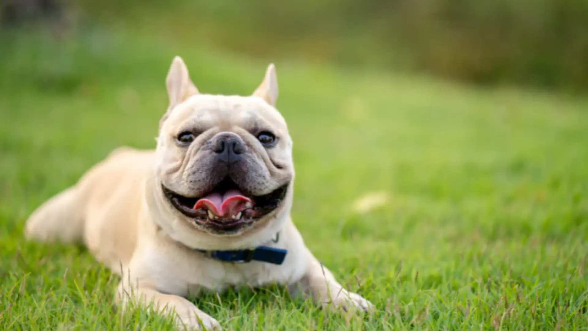 A playful dog from the types of French bulldogs lying on the grass with its tongue out, enjoying a sunny day