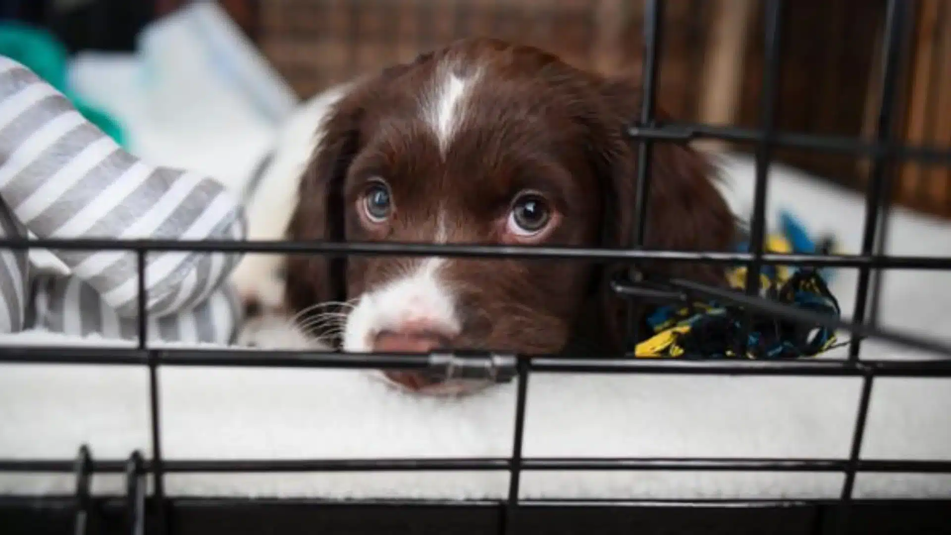 A sad-looking brown and white puppy rests inside a black wire crate next to a striped chew toy