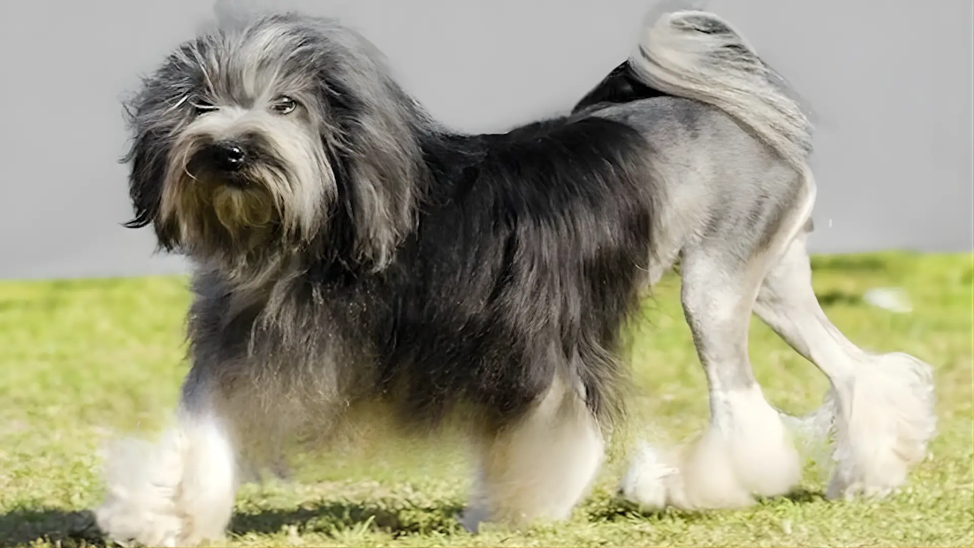 A shaggy Löwchen dog atop a vibrant green field, looking alert and playful in the sunny outdoors