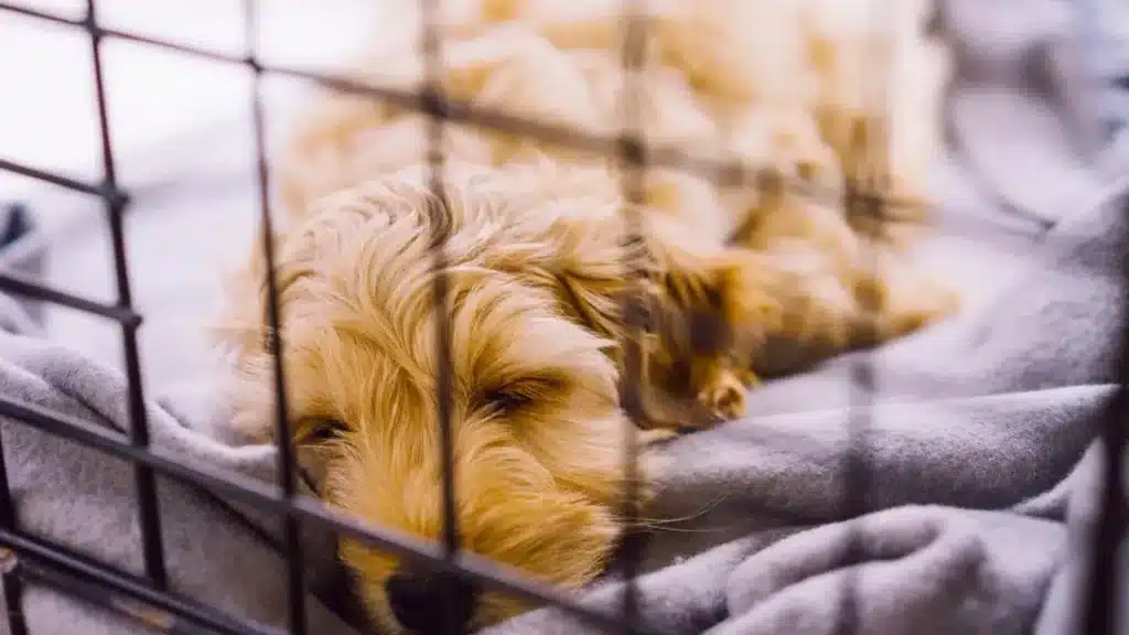 A sleepy, light brown, fluffy puppy rests inside a dark wire crate on a soft gray blanket