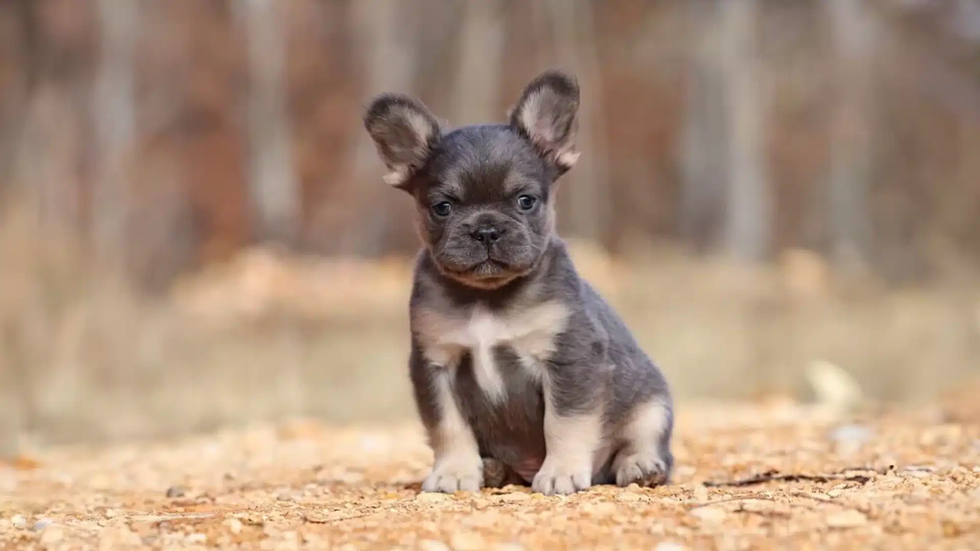 A small black and white French Bulldog puppy sitting on the ground, displaying a playful expression and bright eyes.