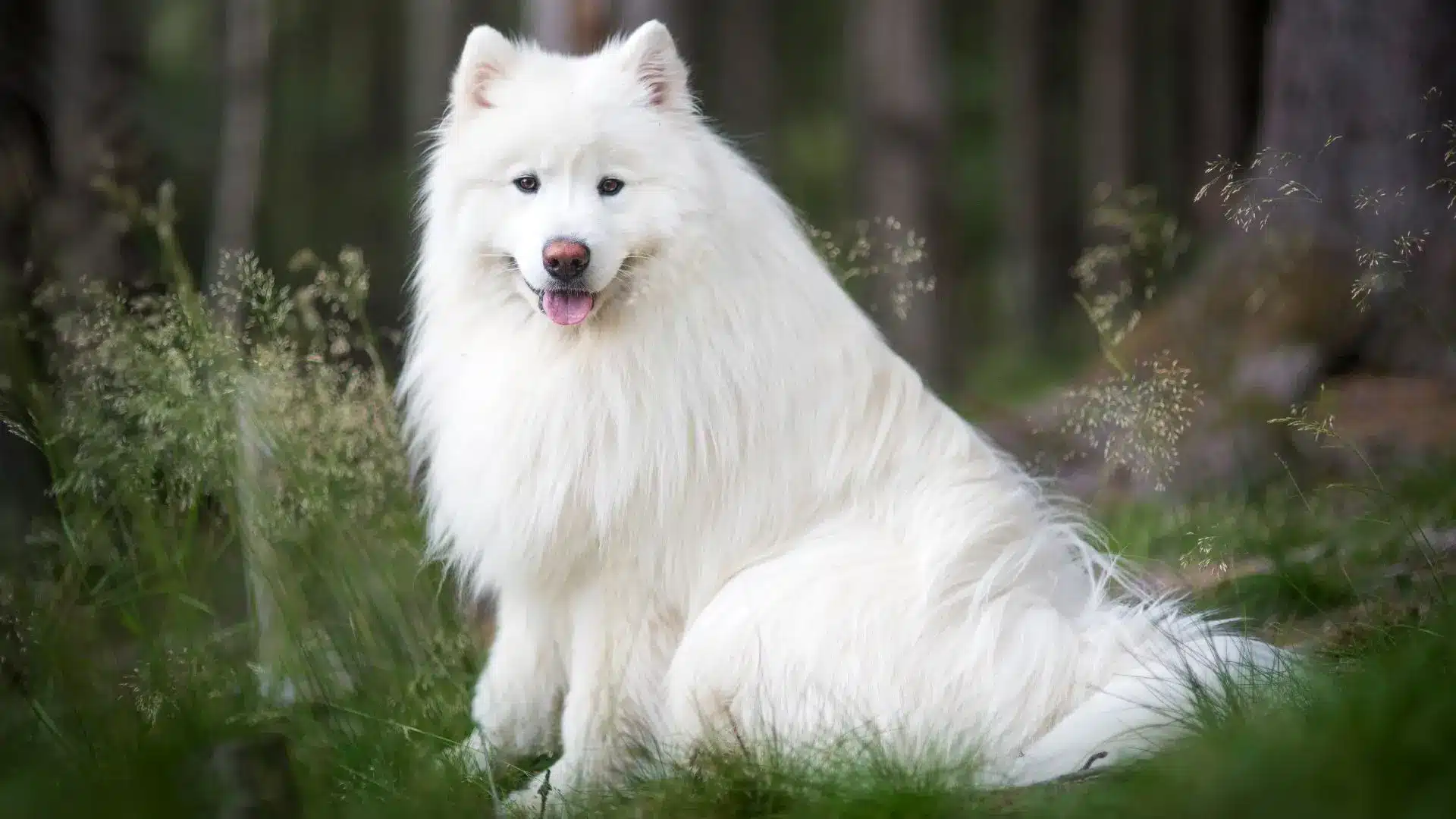 A white Samoyed dog sitting peacefully in a grassy field, enjoying a sunny day outdoors