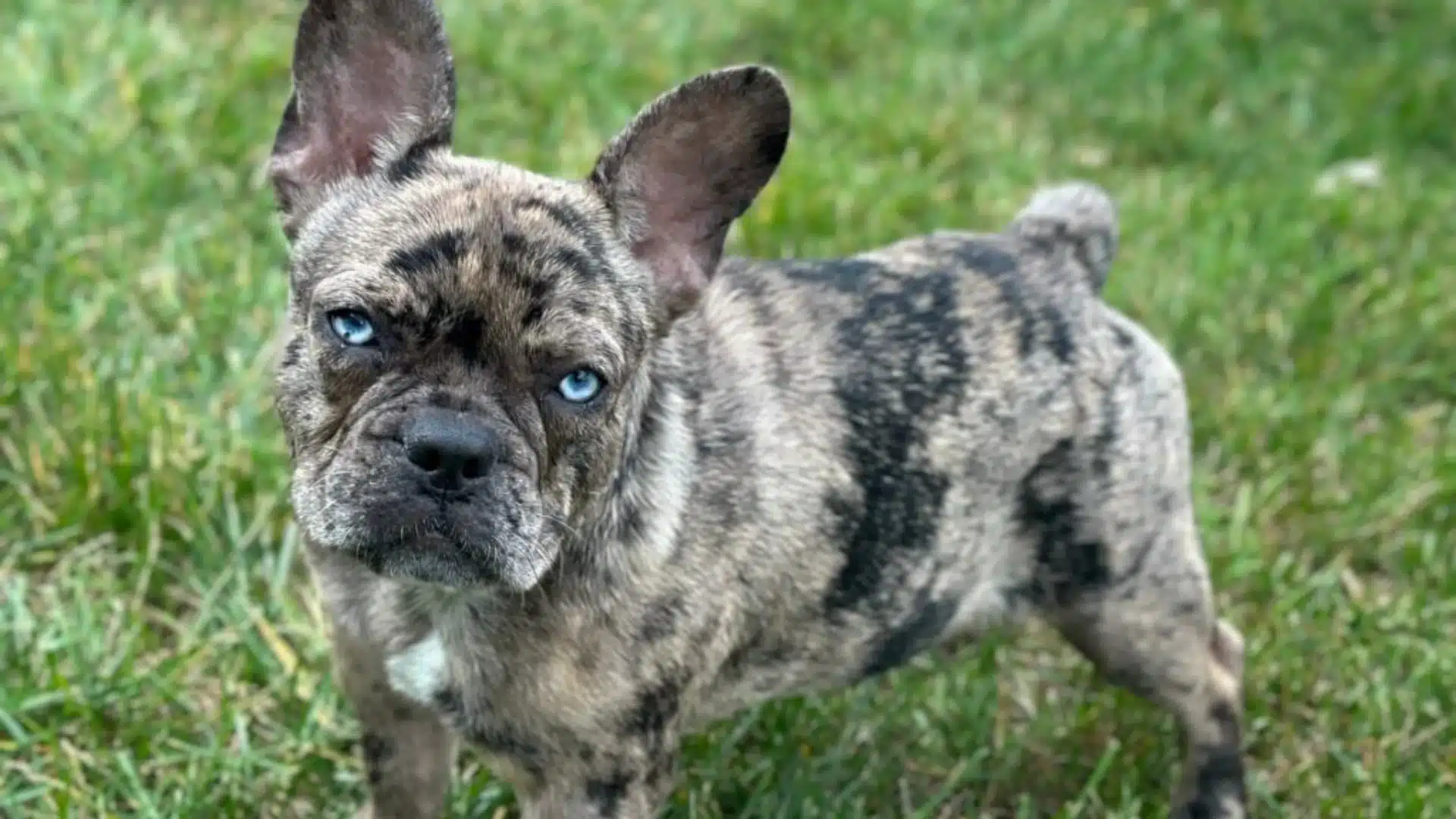 Blue Merle French Bulldog puppy with striking blue eyes standing alertly on green grass.