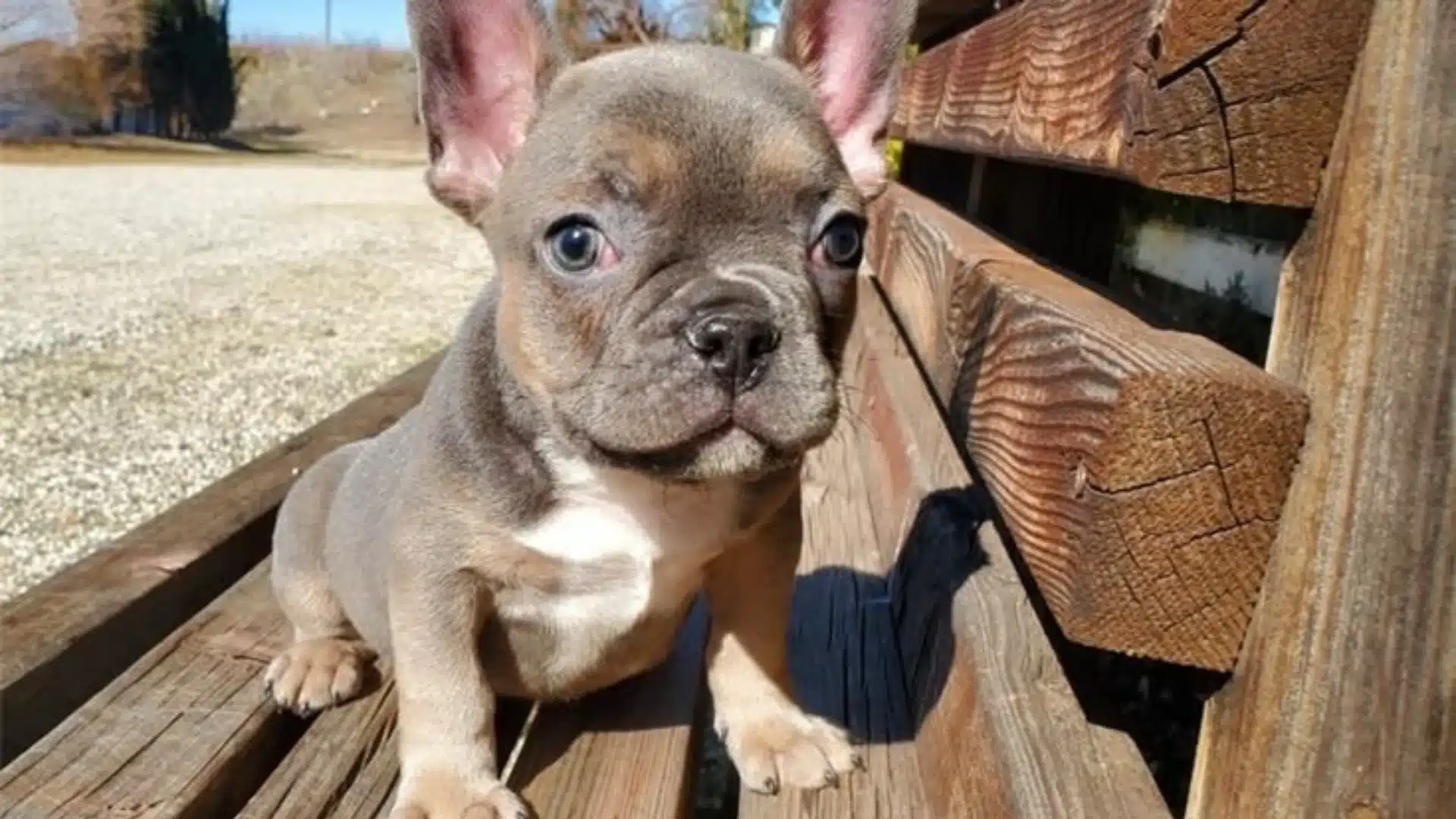 Blue Sable French Bulldog puppy with large ears sitting on sunlit rustic wooden planks outdoors.