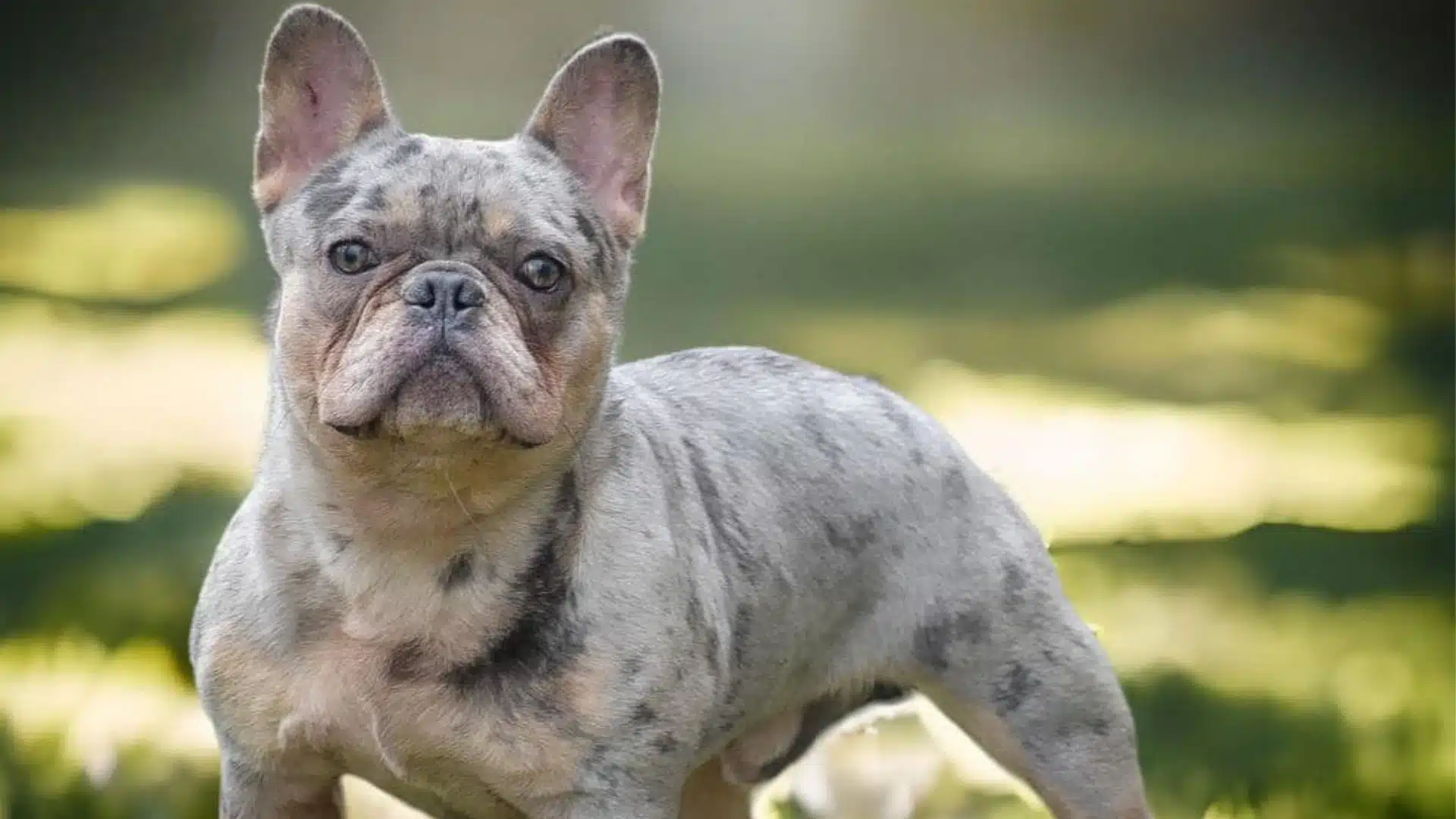 Blue merle French Bulldog standing outdoors with a blurred green and yellow background.