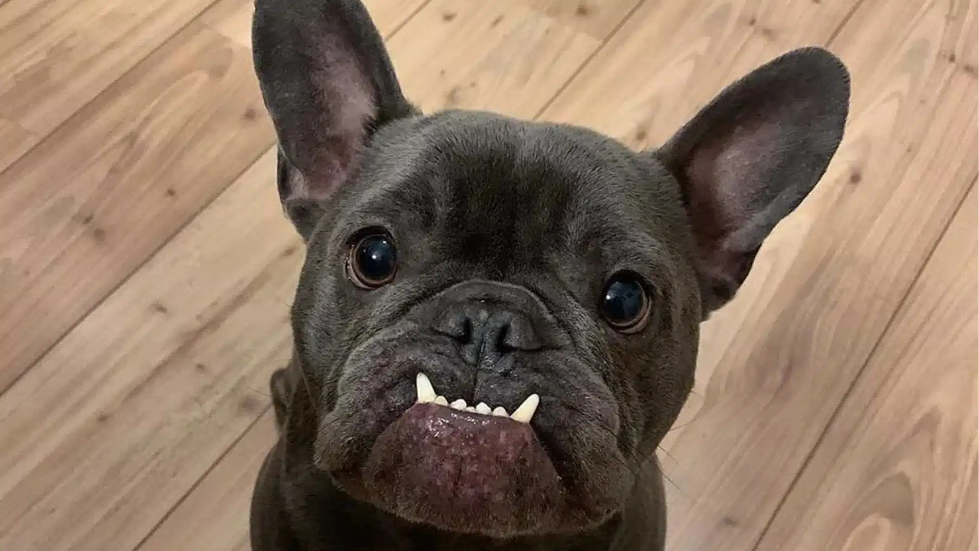 Close-up of a blue French Bulldog looking up with large dark eyes and prominent underbite teeth against a light wood floor background.