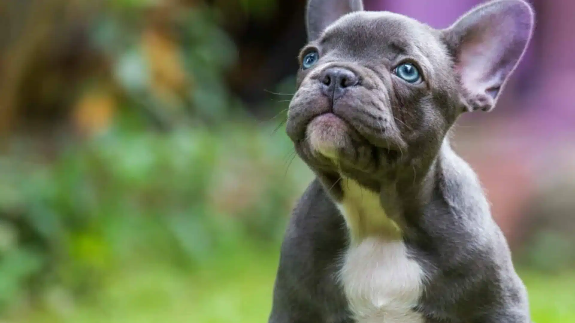 Close-up of a blue-grey French Bulldog puppy with striking blue eyes looking upward against a blurred green and purple background