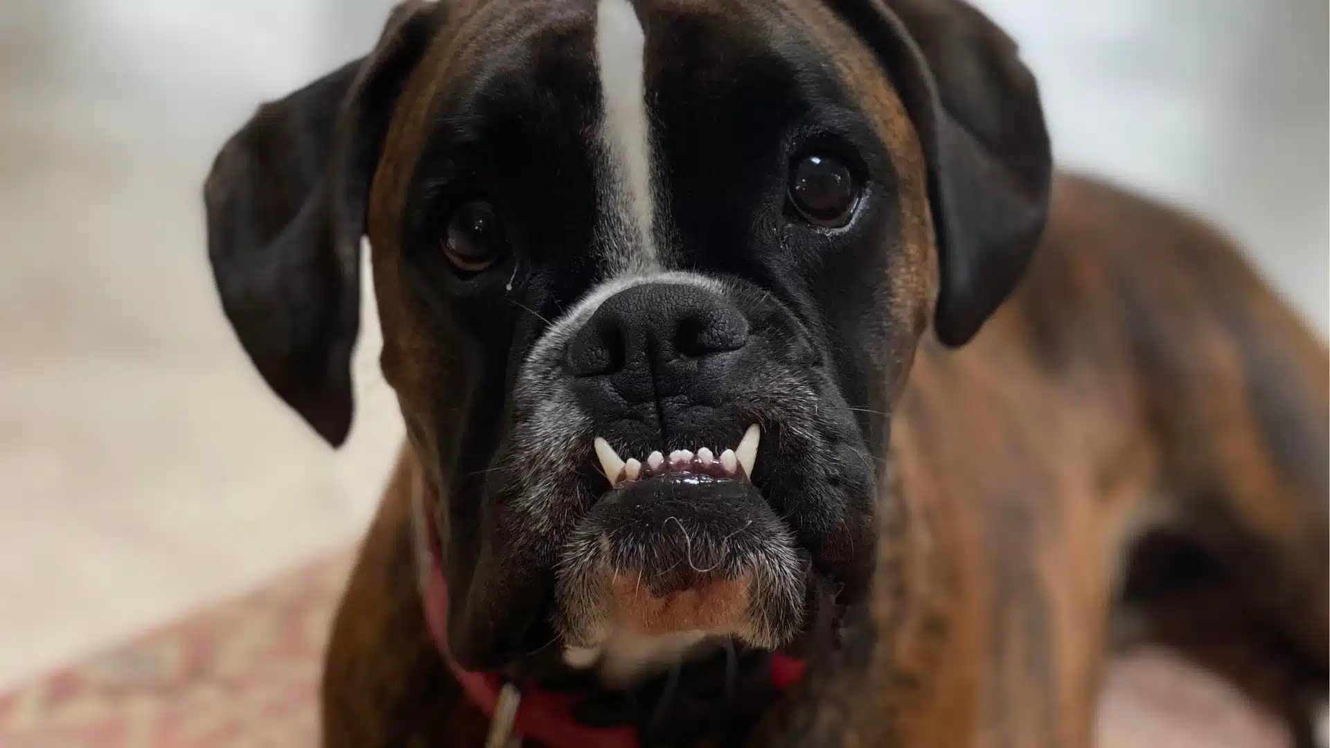 Close-up of a brindle Boxer dog with black muzzle showing its underbite and prominent teeth looking directly at the camera.