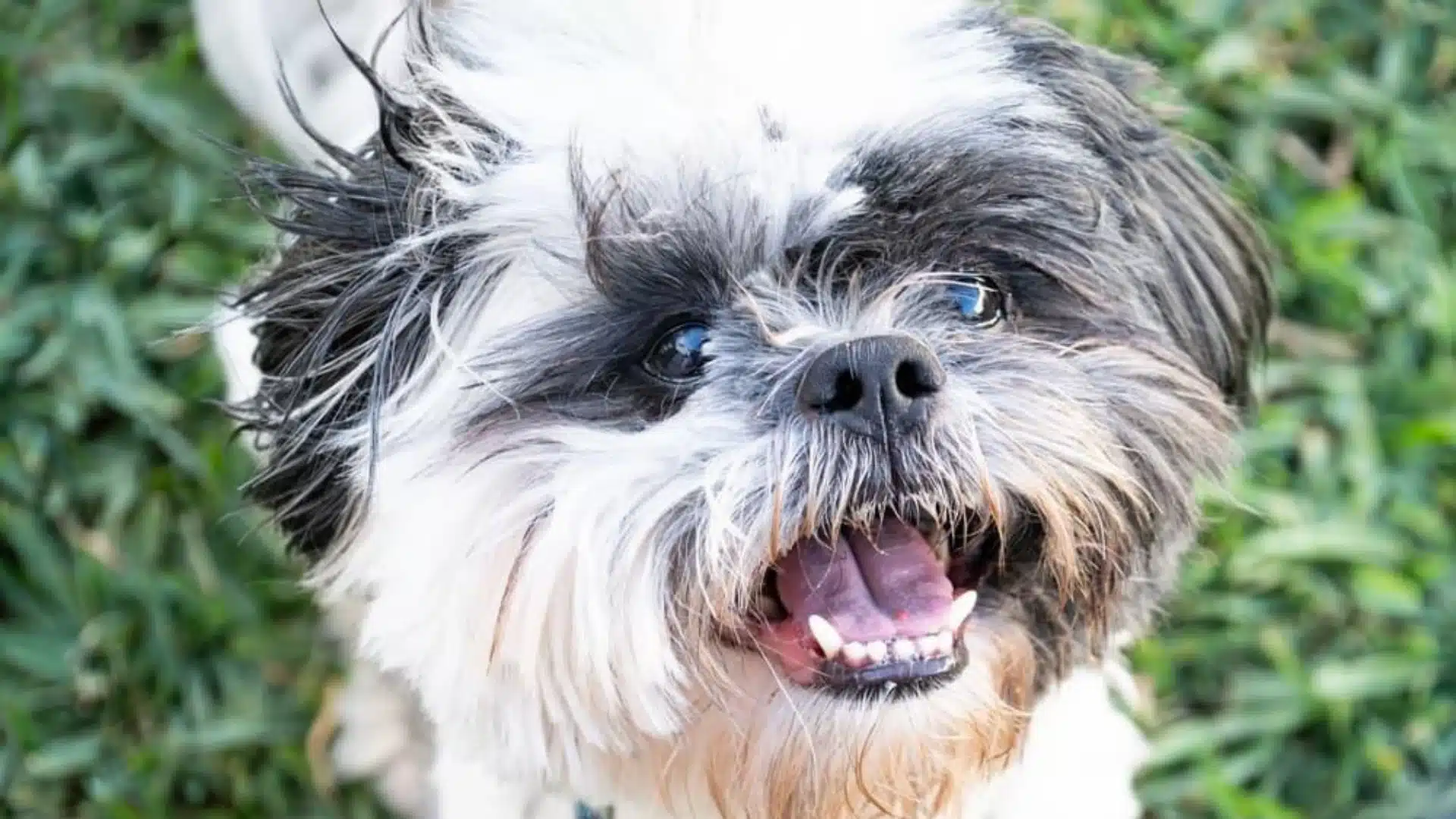 Close-up of a happy black and white Shih Tzu dog panting outdoors against a blurred green grass background.