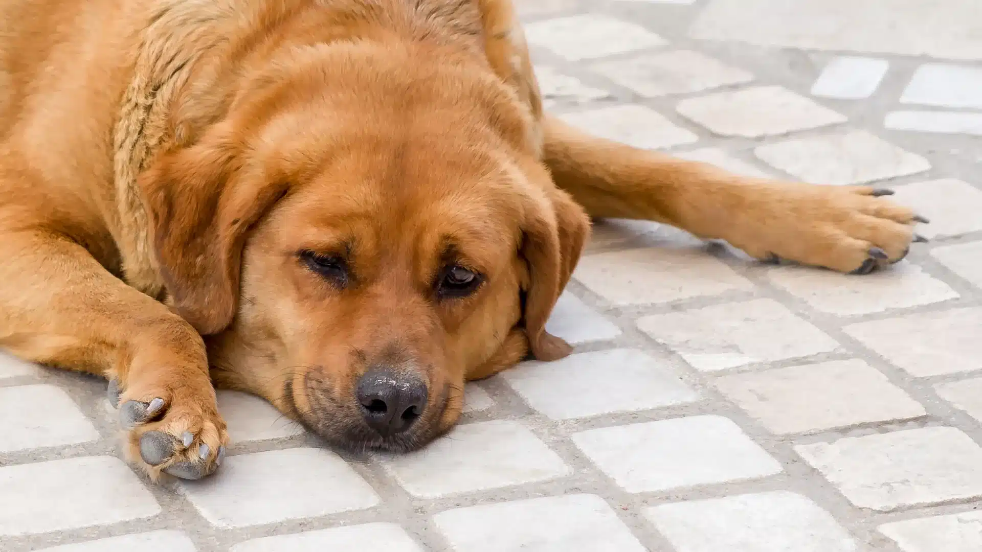 Close-up of a tired, reddish-brown Labrador dog resting its head on light-colored stone paving tiles, dog is constipated.