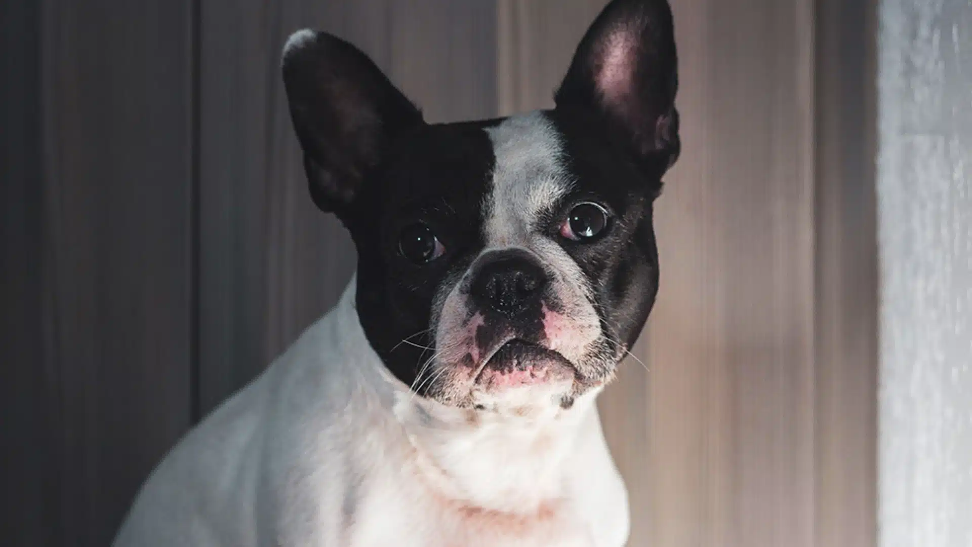 Close-up portrait of a black and white French Bulldog with large ears looking directly at the camera against a muted, vertical-paneled background.