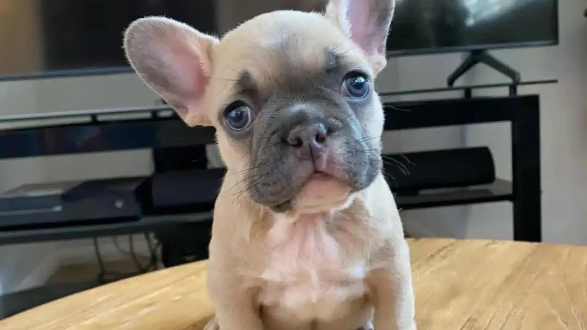 Close-up portrait of a fawn French Bulldog puppy with large blue eyes sitting on a light wooden surface indoors