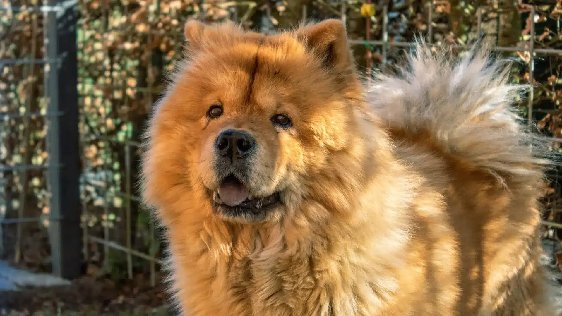 Close-up portrait of a fluffy, reddish-gold Chow Chow dog with its mouth slightly open, standing outdoors near a wire fence and autumn foliage