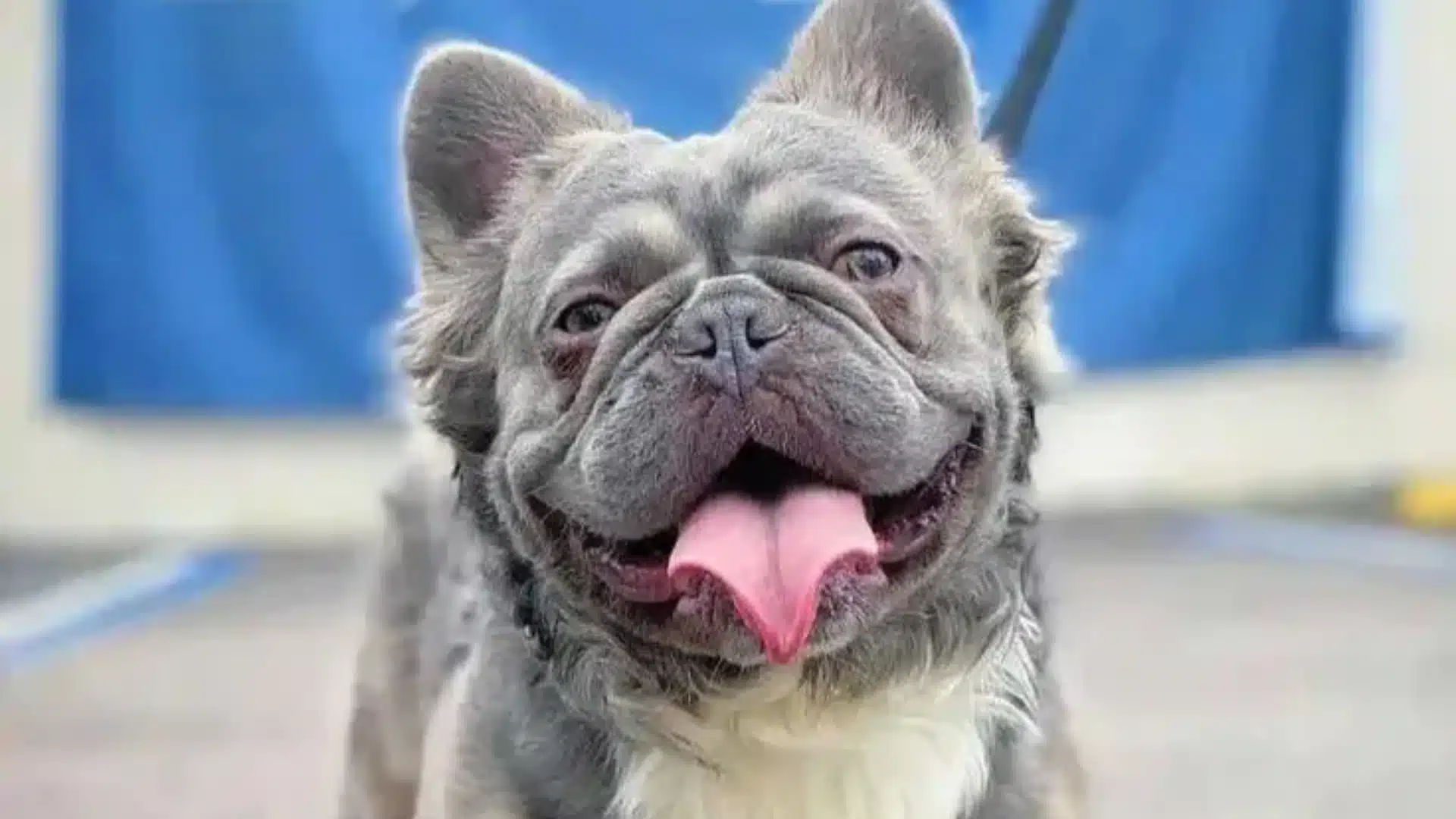 Close-up portrait of a happy, blue-gray French Bulldog with large ears and a bright pink tongue hanging out against a blurred blue background