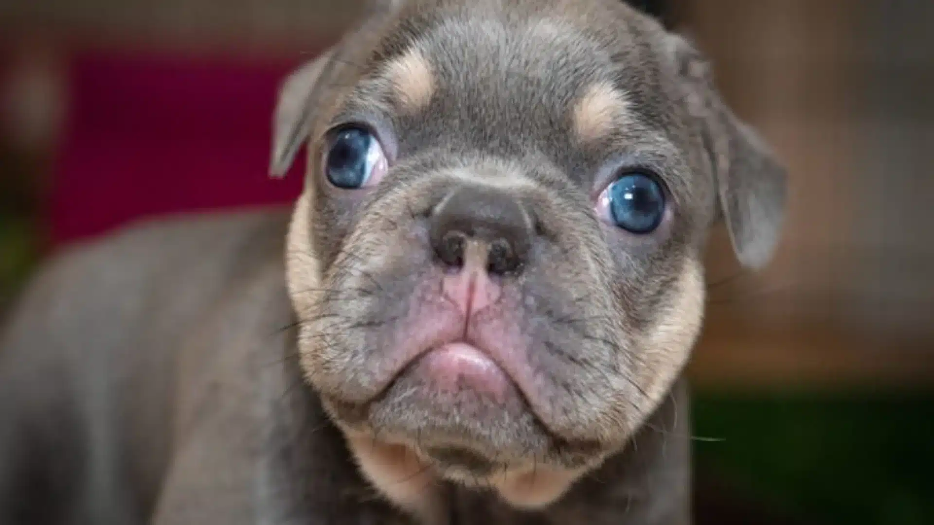 Close-up portrait of a lilac French Bulldog puppy with strikingly bright blue eyes