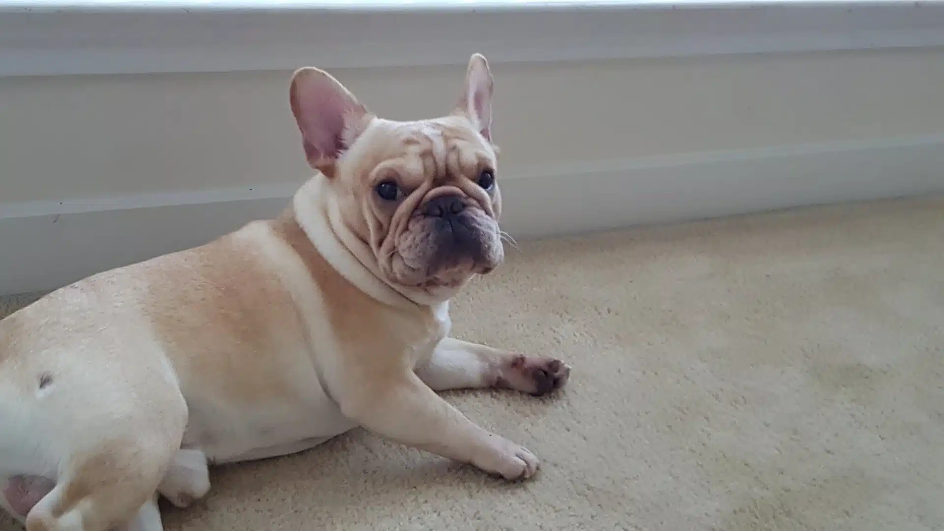 Cream French Bulldog lying on light beige carpet near a white baseboard