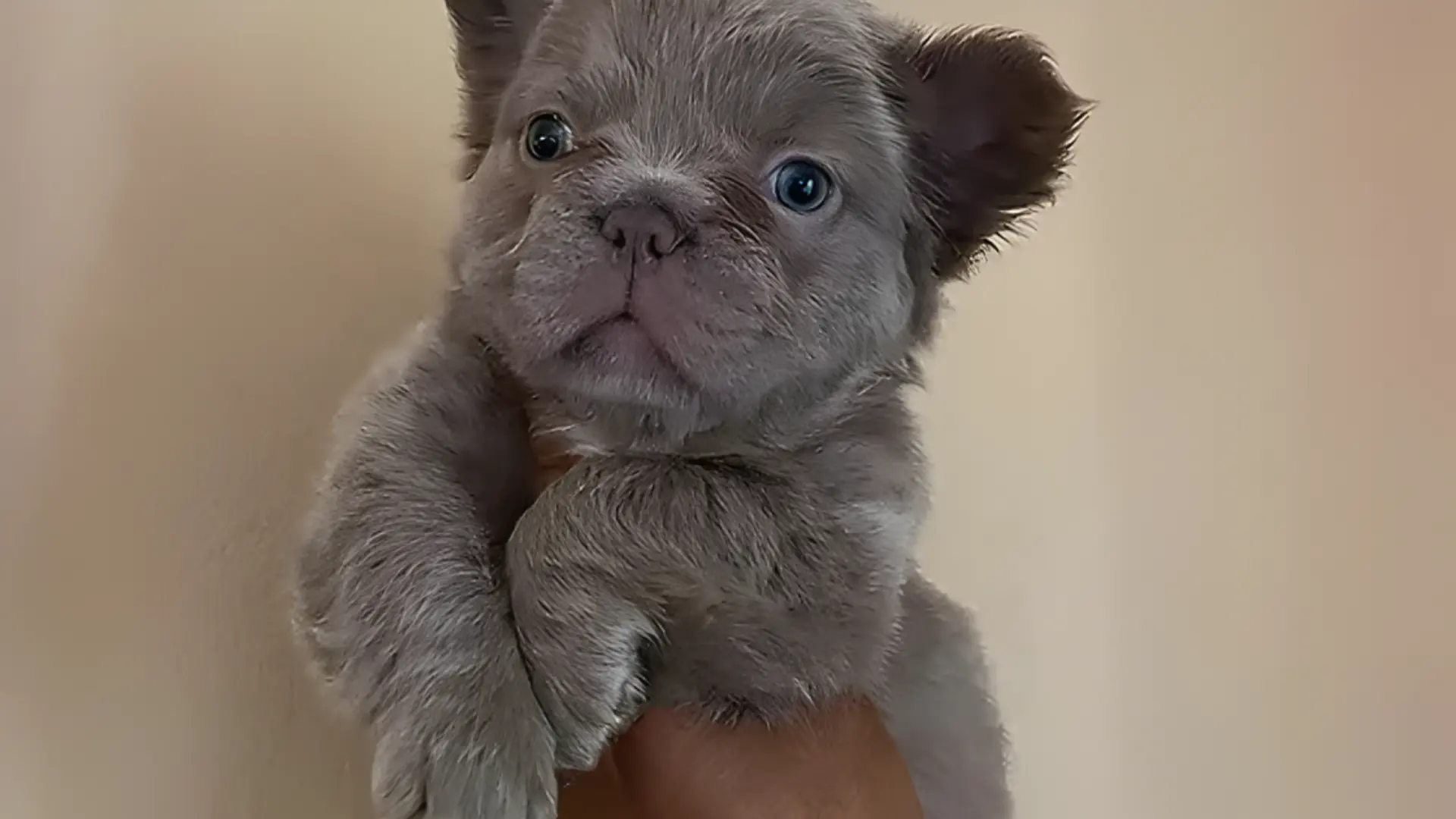 Fluffy, blue-gray French Bulldog puppy with bright blue eyes being held against a light tan background