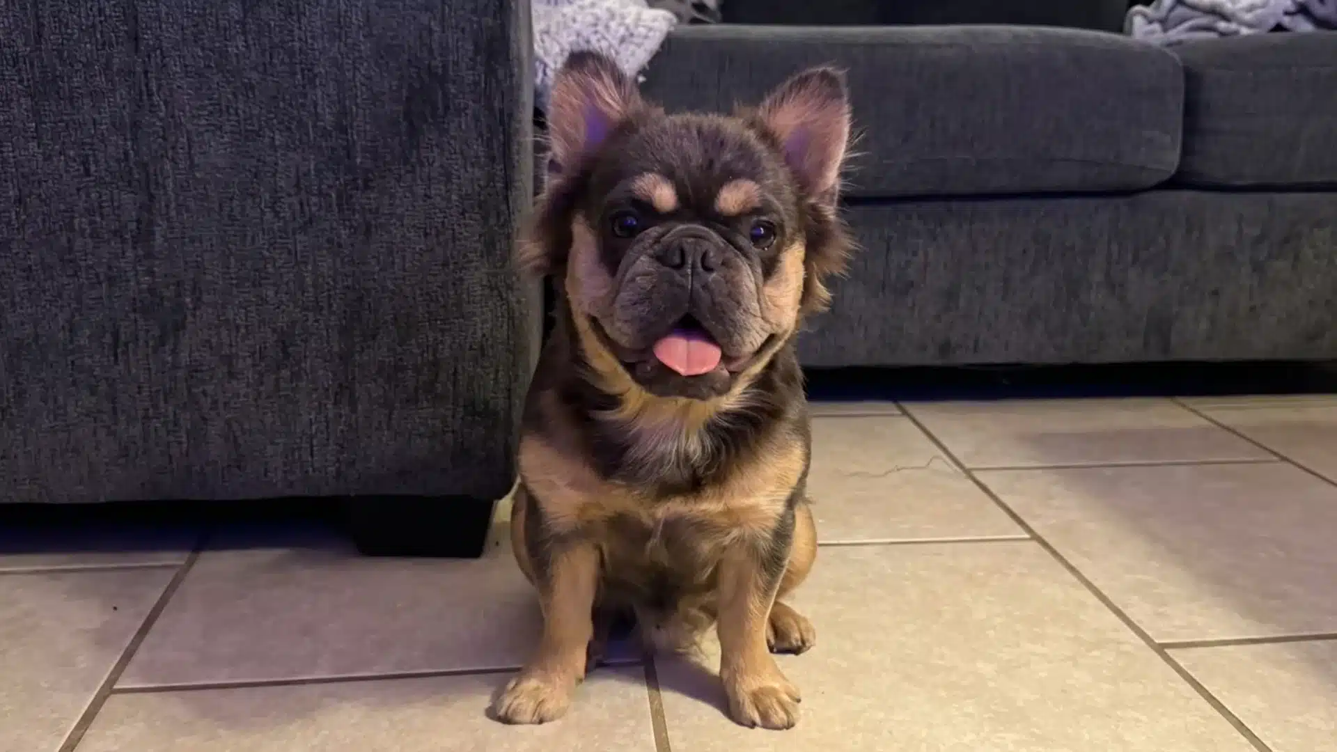 Fluffy, tri-color French Bulldog sitting on a beige tiled floor in front of a dark grey couch