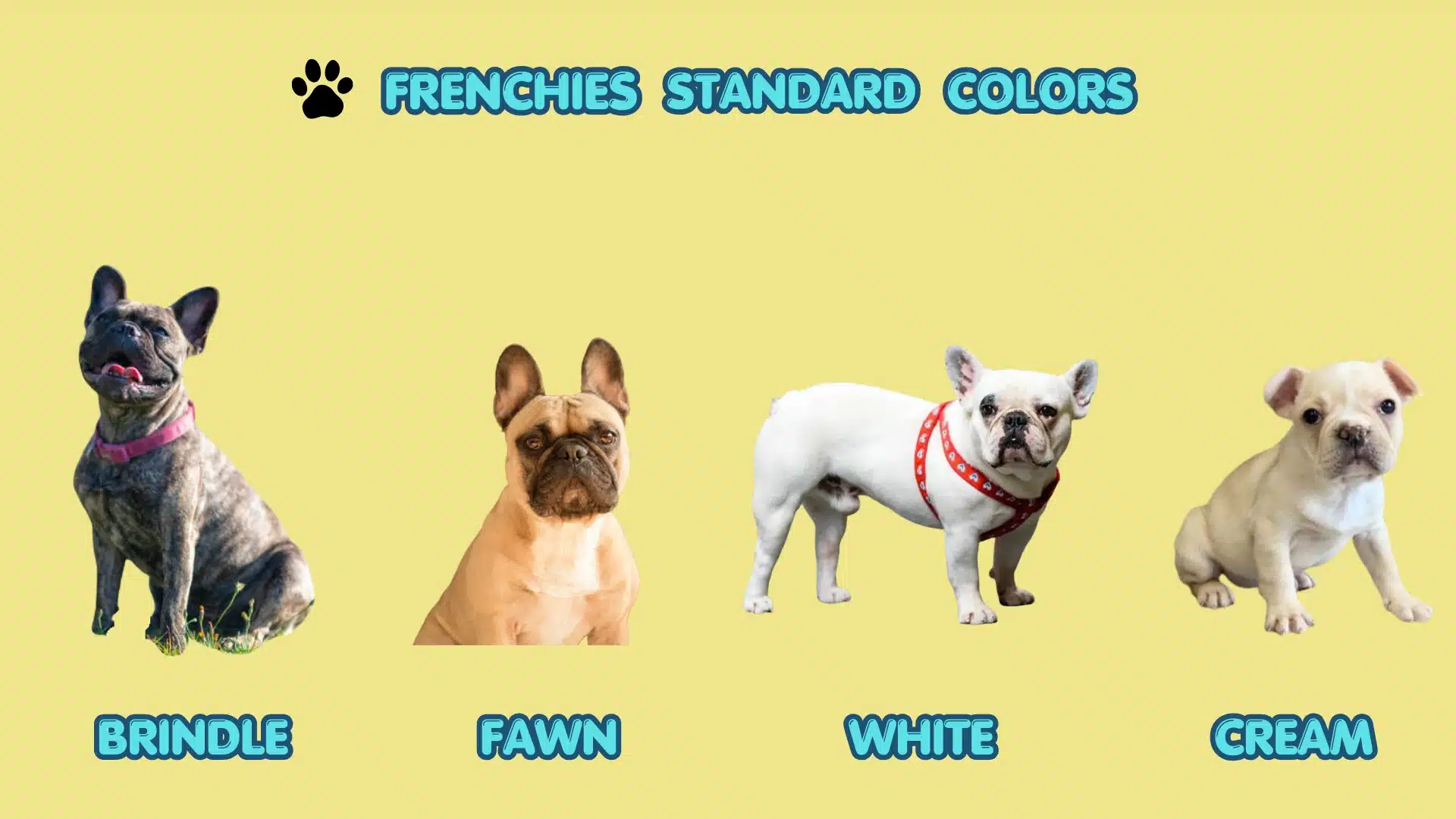Graphic displaying four standard French Bulldog colors, brindle, fawn, white, and cream, against a pale yellow background with text titles.
