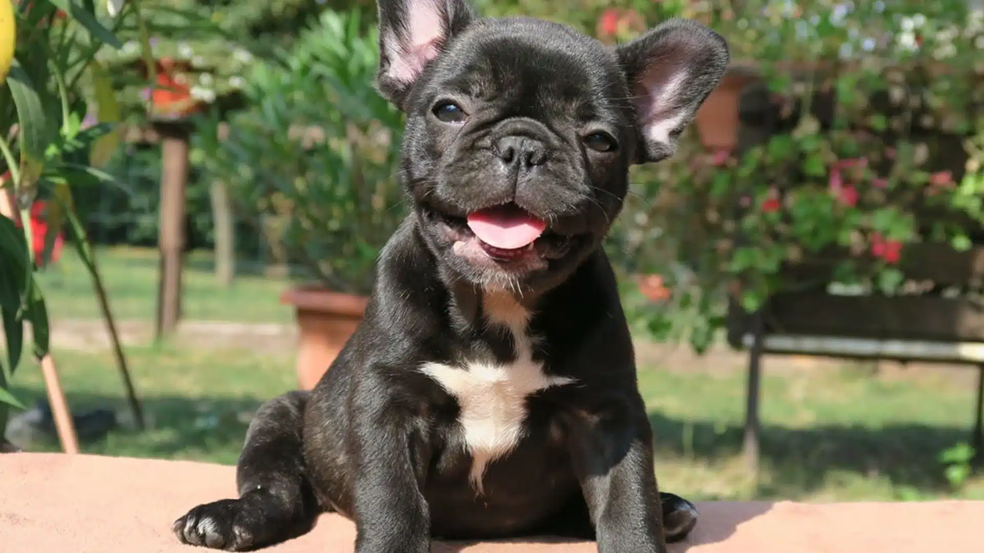 Happy brindle French Bulldog puppy with a white chest marking sitting outdoors with lush greenery in the blurred background