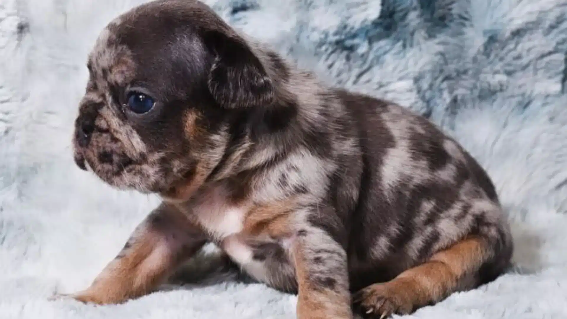 Merle French Bulldog puppy with blue eyes sitting on a soft, light blue and white fuzzy blanket