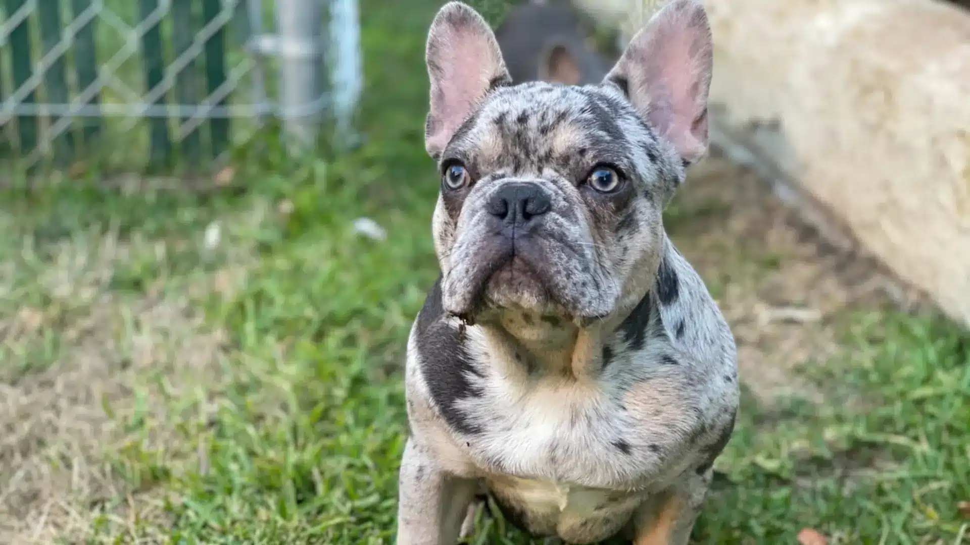 Merle French Bulldog puppy with bright blue eyes sitting on green grass outdoors near a chain-link fence