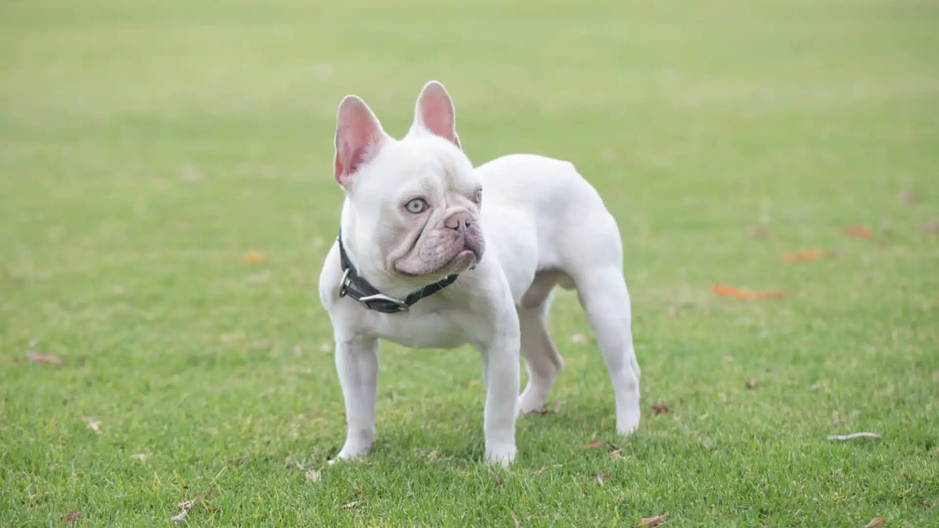 Platinum French Bulldog wearing a black collar stands alertly on a bright green grassy field