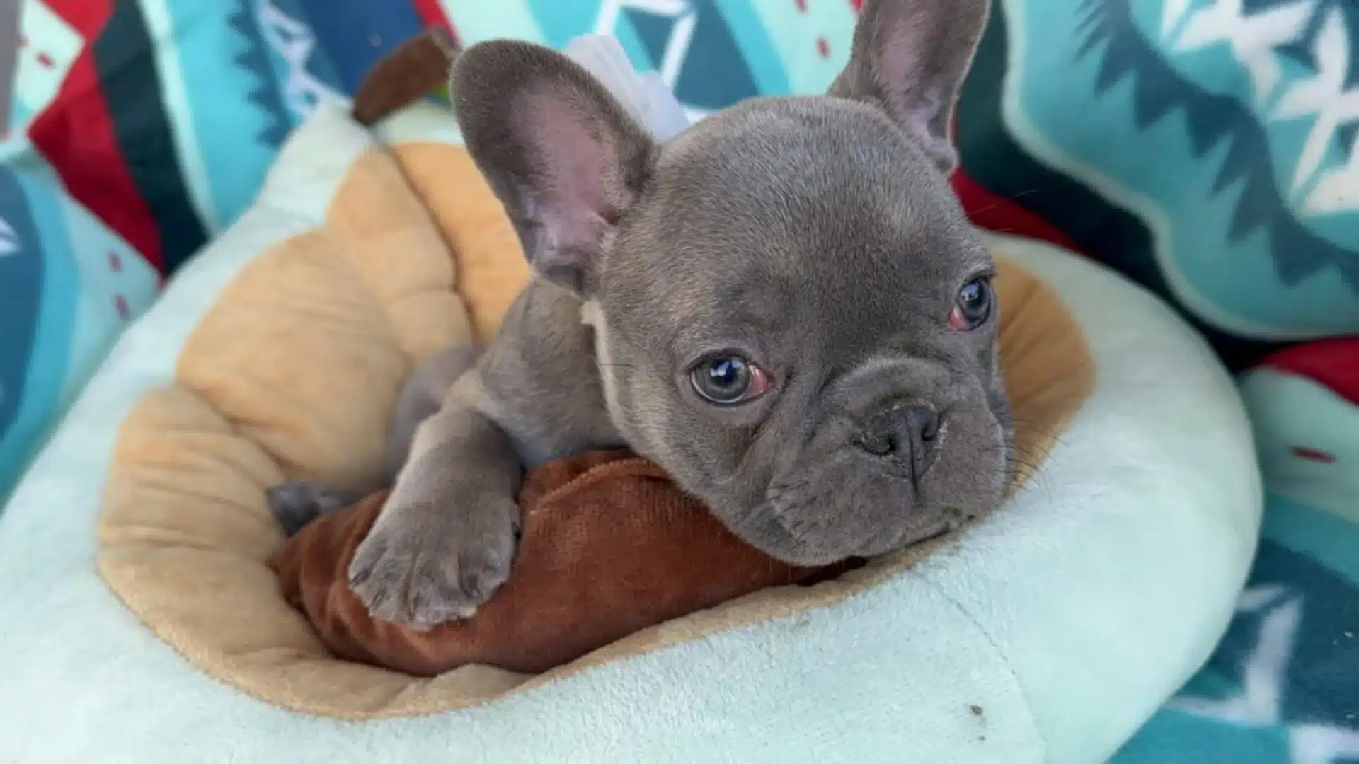 Sable French Bulldog puppy resting its head on a brown bolster inside a light blue and tan plush dog bed