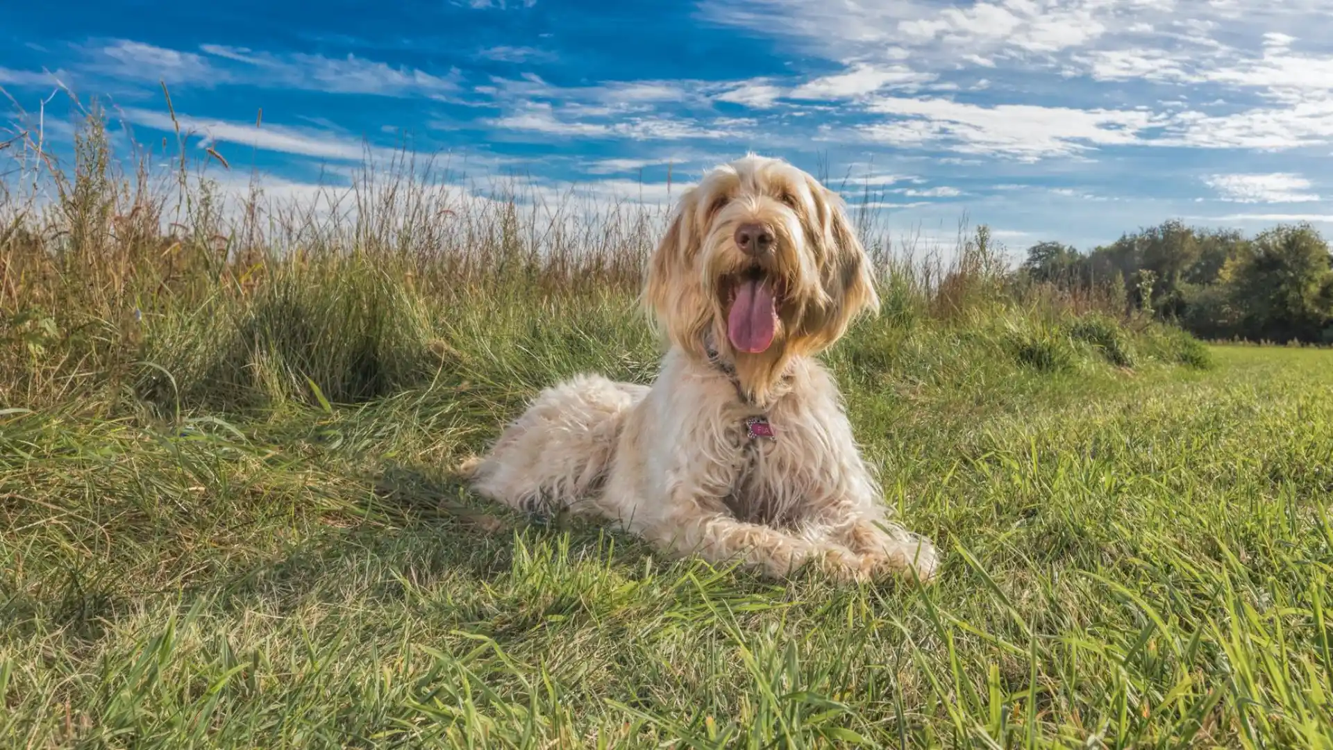 Shaggy, light-colored dog panting while lying in a grassy field beneath a bright blue sky with white clouds
