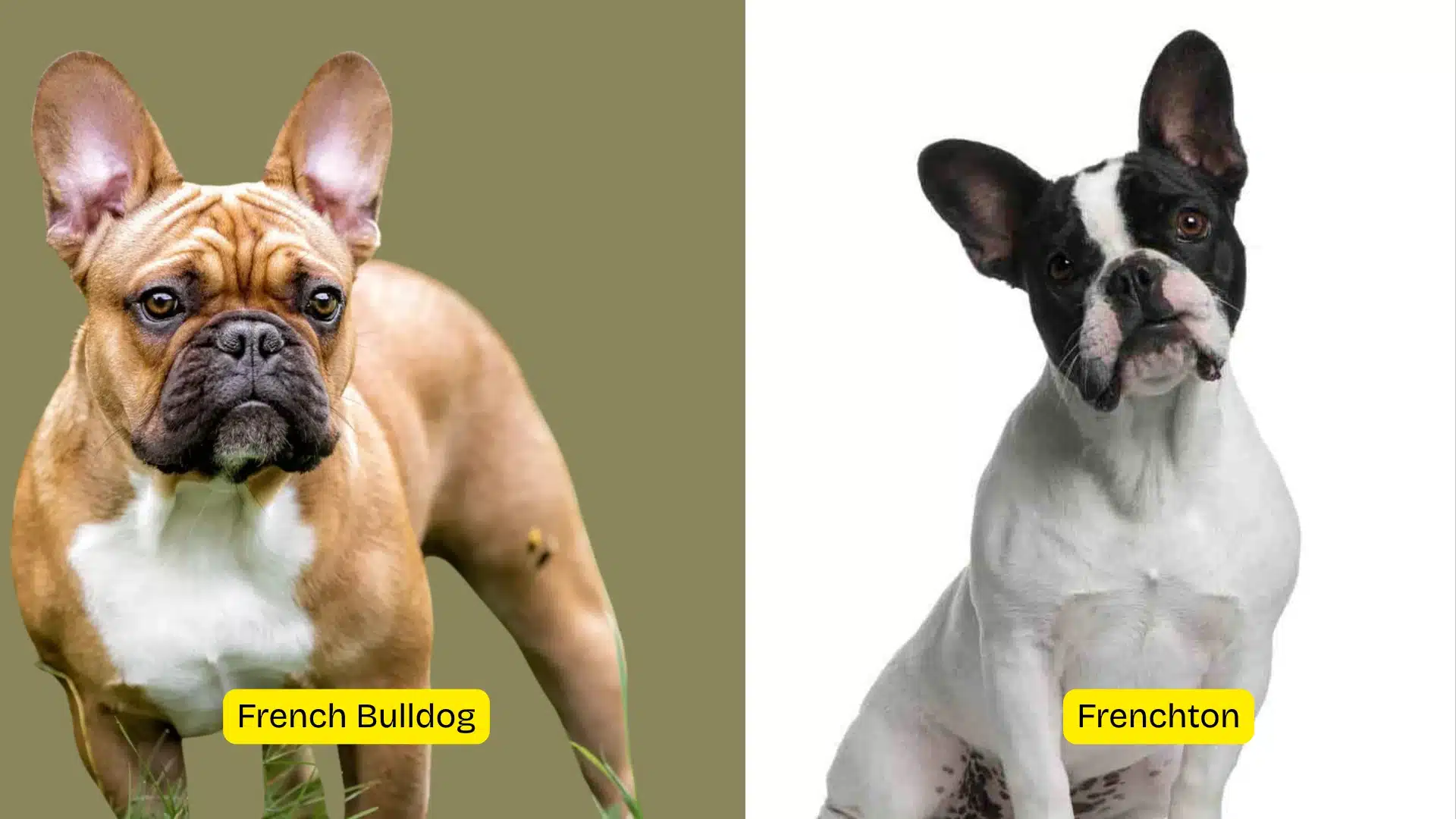 Split image comparing a fawn French Bulldog on the left against a white and black Frenchton dog on the right, both labeled.