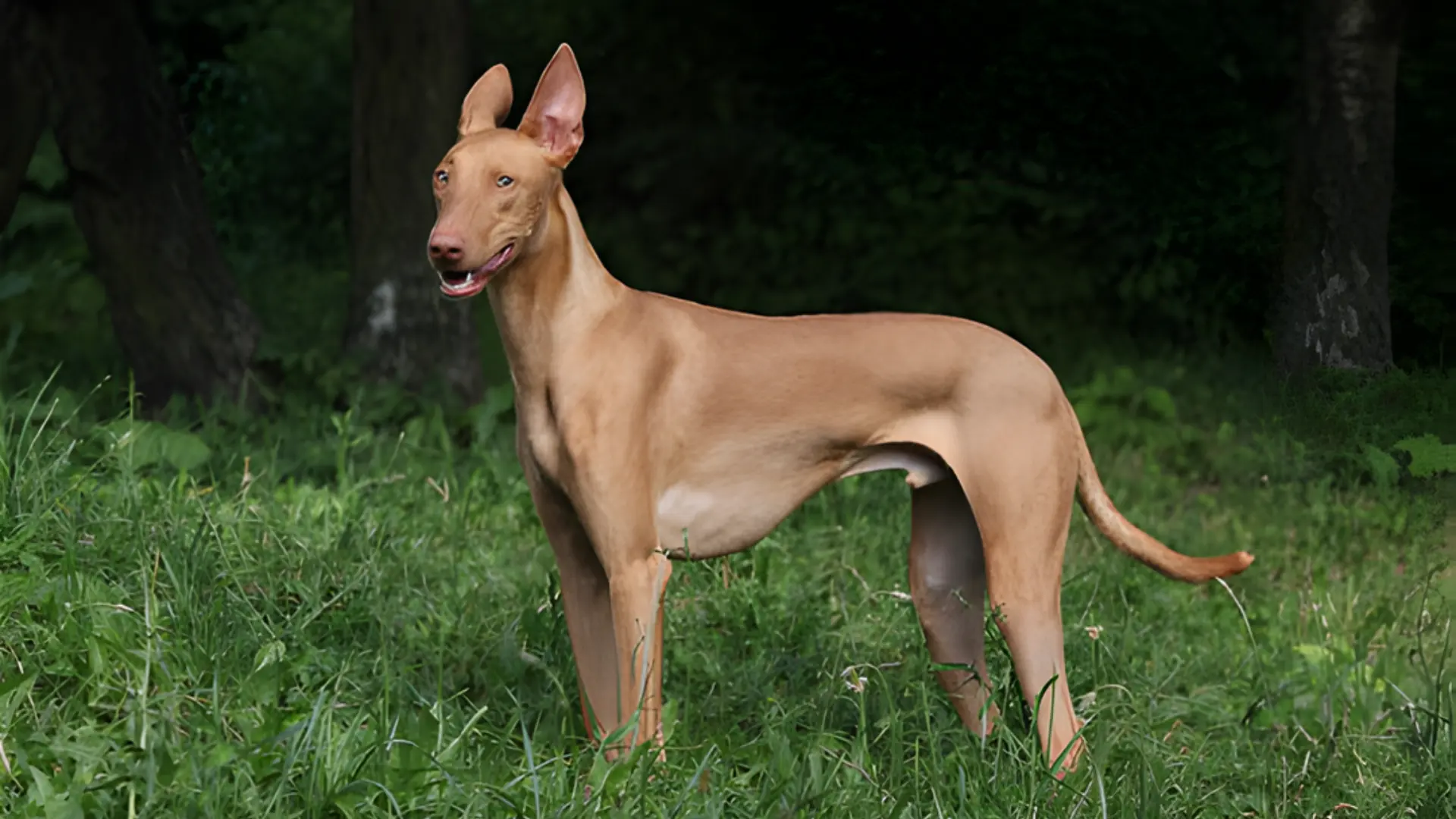 Tan Pharaoh Hound dog standing alertly in tall green grass with a dark wooded background