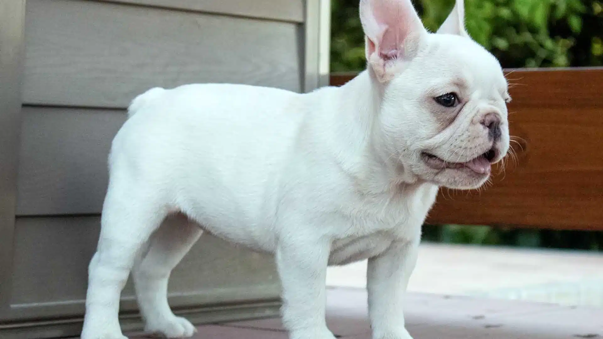 White French Bulldog puppy standing outdoors with a neutral gray background and blurred brown wood feature