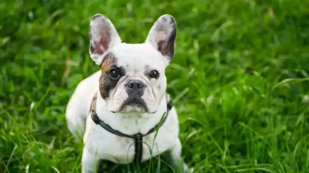 White and brown piebald Frenchton wearing a black harness sits attentively in bright green grass
