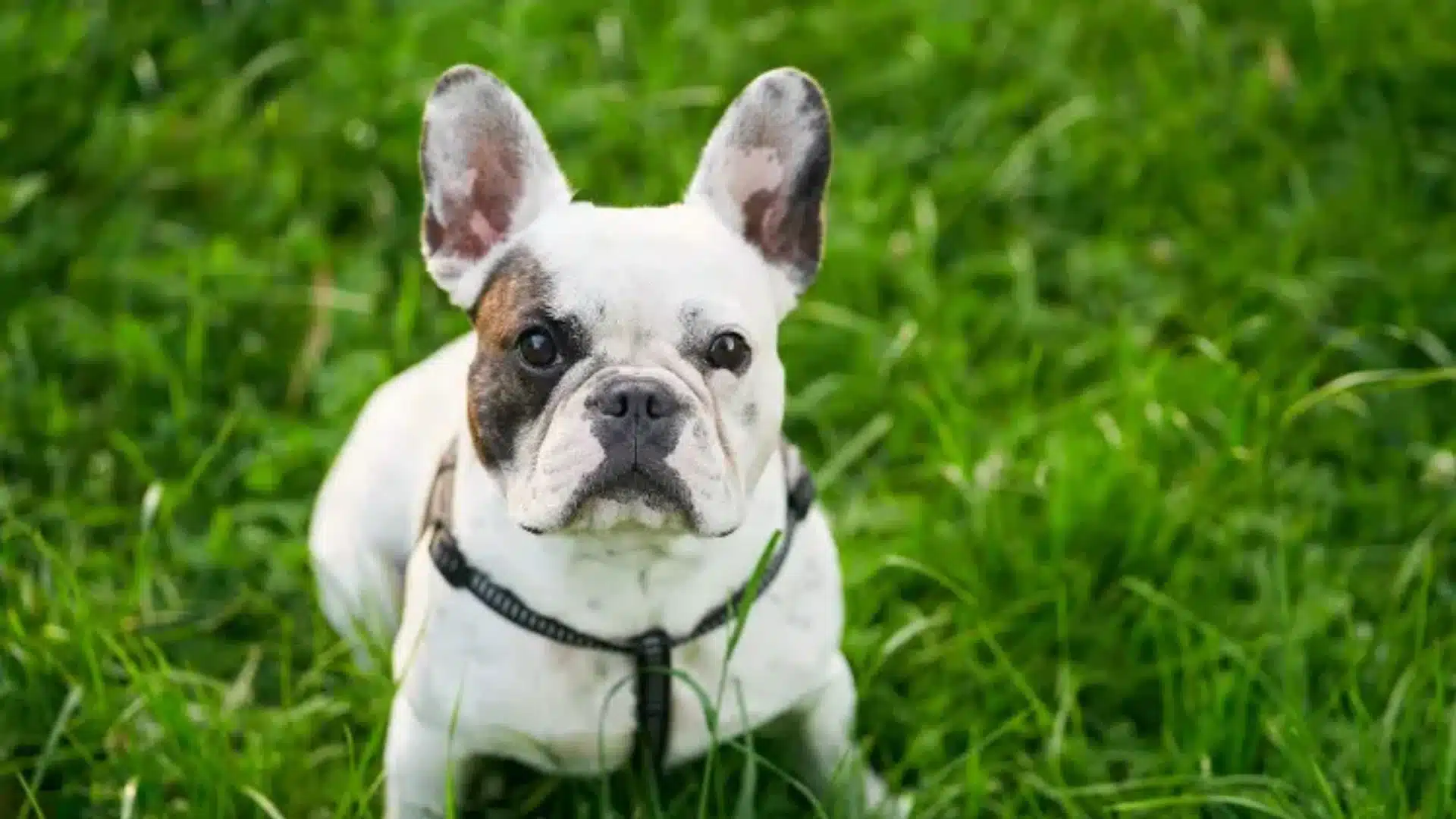 White and brown piebald Frenchton wearing a black harness sits attentively in bright green grass
