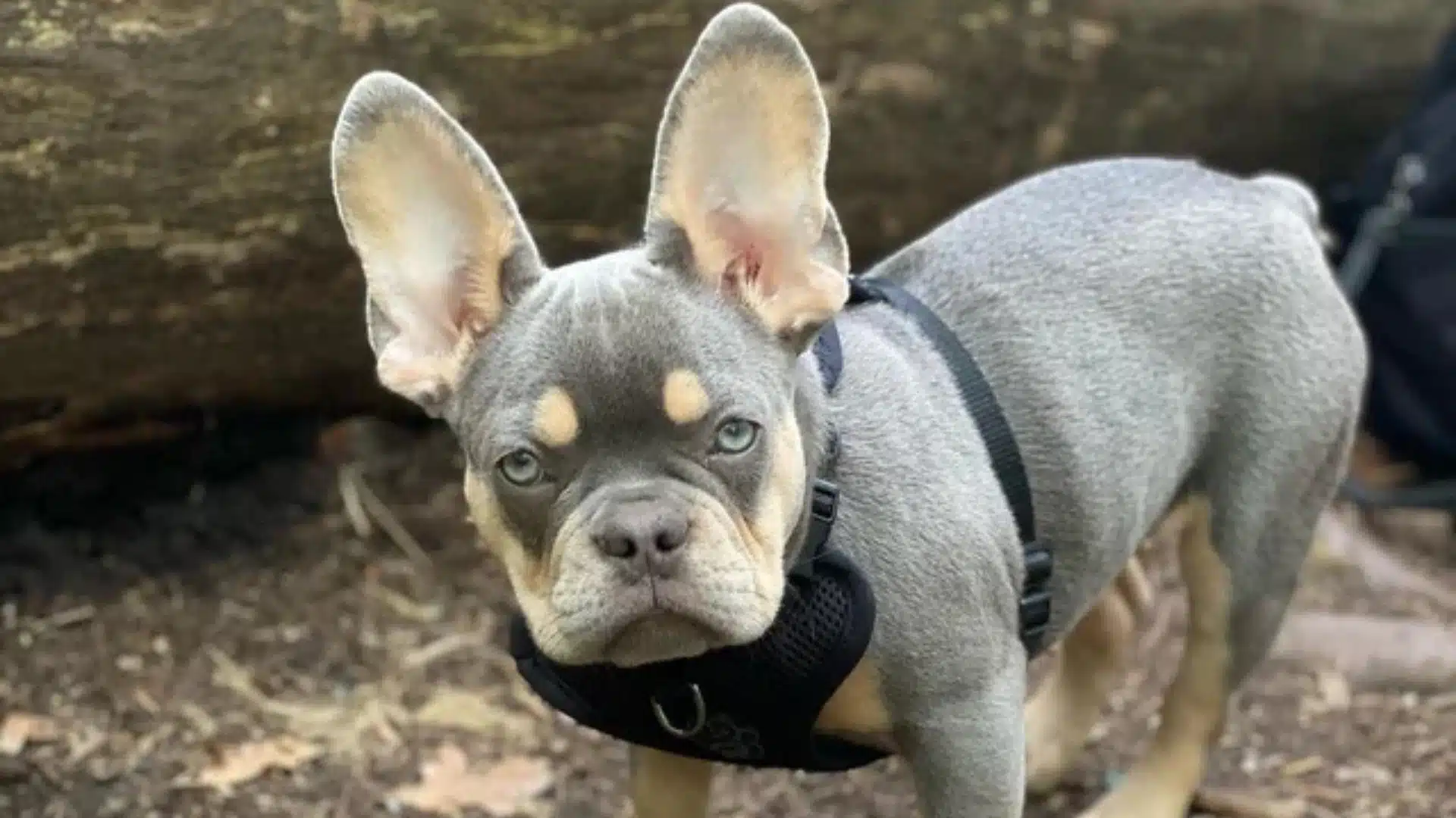 Young True Lilac French Bulldog puppy with large ears and light eyes wearing a black harness outdoors near a log.