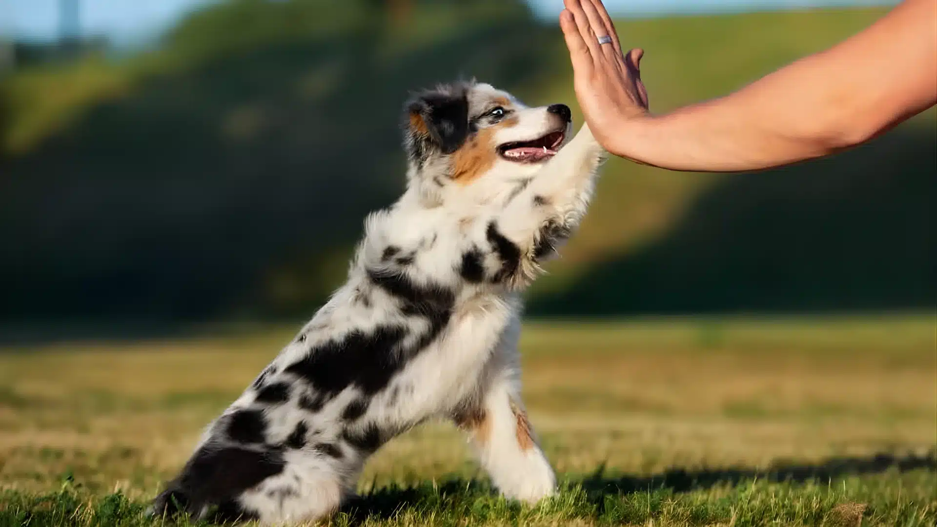 A blue Australian Shepherd dog reaching up to touch a persons hand in a friendly interaction