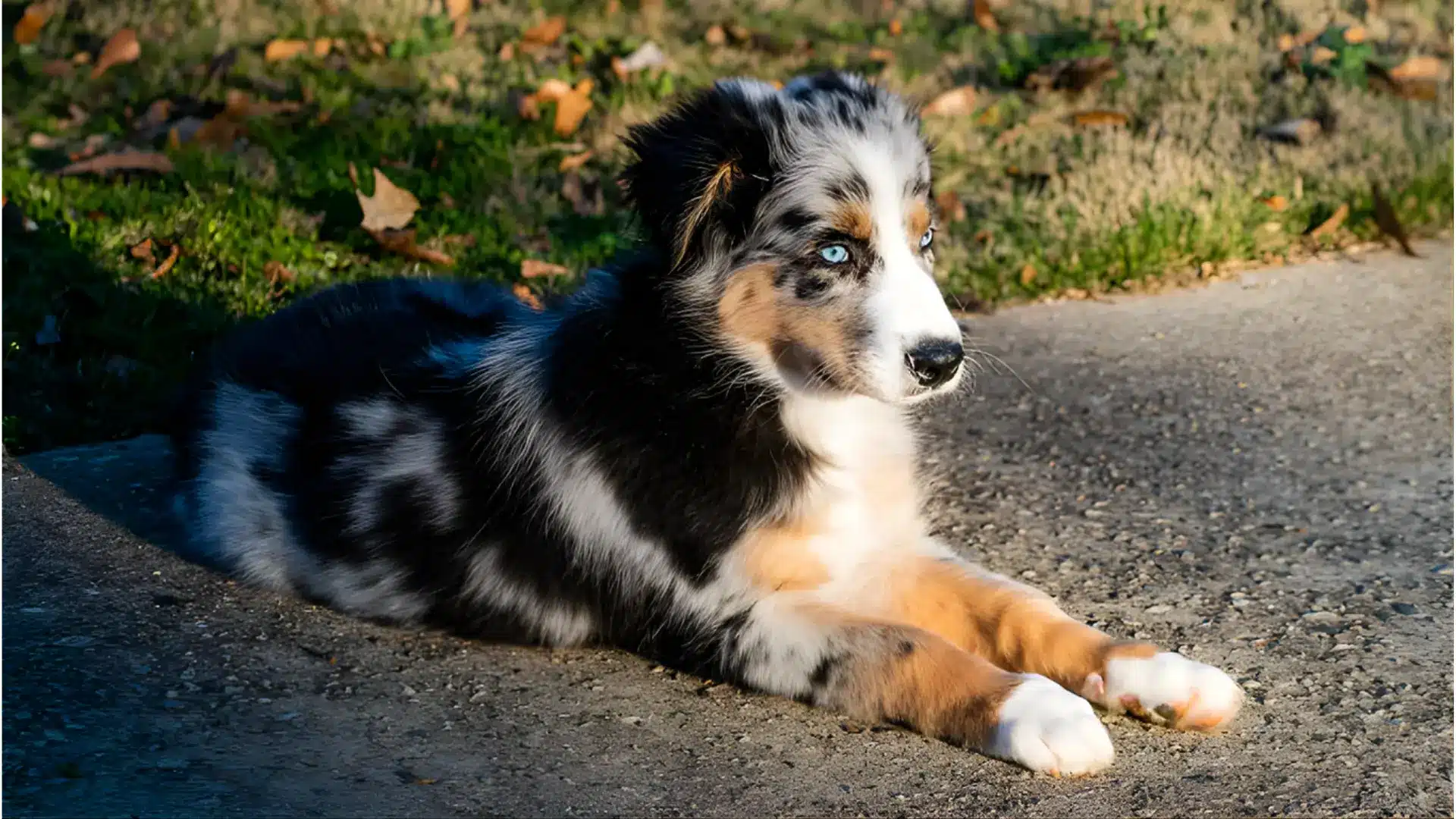 A blue Australian Shepherd puppy lying on the ground looking relaxed and playful