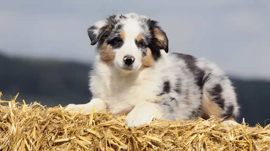 A blue Australian Shepherd sitting contentedly on a pile of hay in a sunny outdoor setting