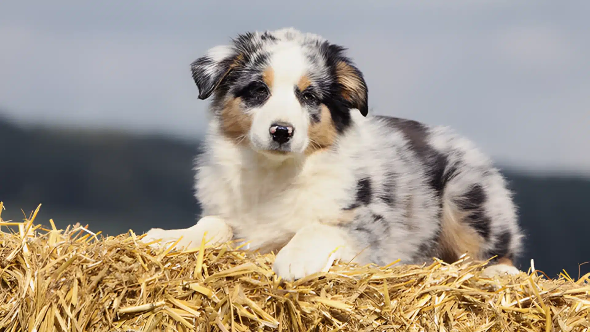 A blue Australian Shepherd sitting contentedly on a pile of hay in a sunny outdoor setting