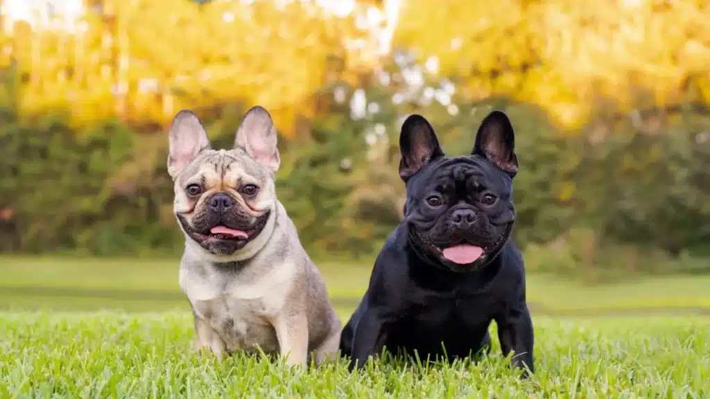 French and English Bulldog, one fawn and one black, sit side-by-side on vibrant green grass with a golden, sunlit background.