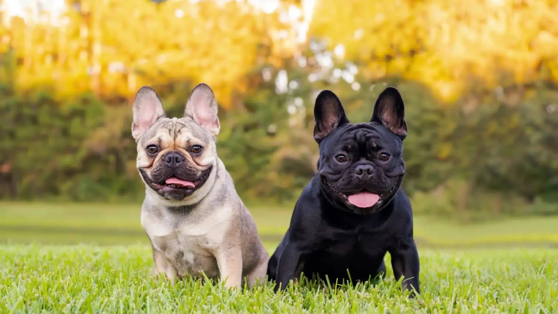 French and English Bulldog, one fawn and one black, sit side-by-side on vibrant green grass with a golden, sunlit background.
