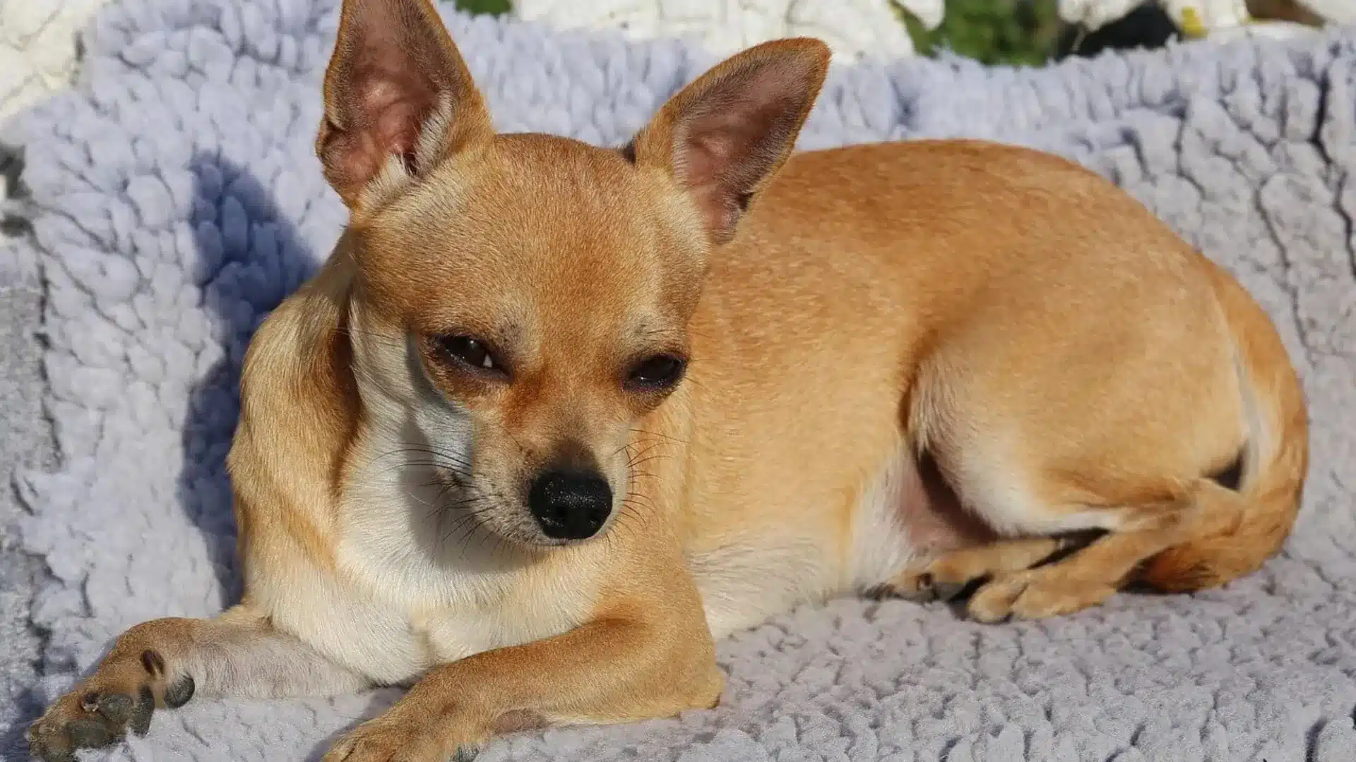 Tan apple head Chihuahua dog resting on a textured light gray blanket outdoors in bright sunlight