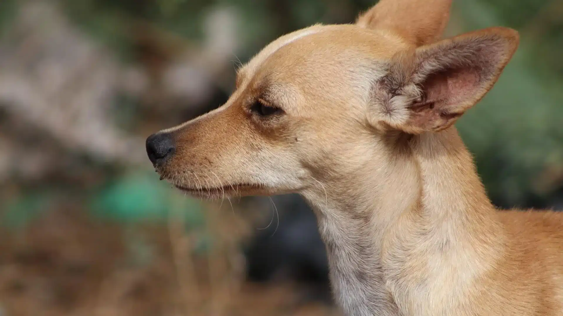 Close up profile view of a deer head Chihuahua mix dog with large upright ears looking to the left against a blurred outdoor background