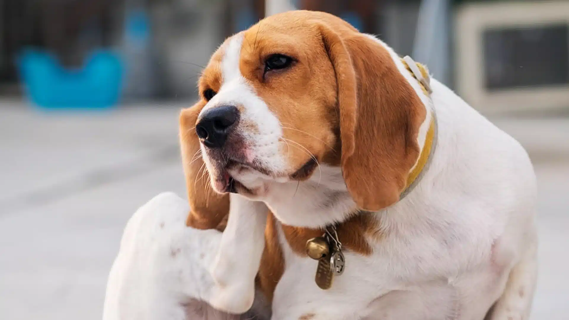 Close up of a Beagle dog scratching its ear with its hind leg, wearing a yellow collar with tags